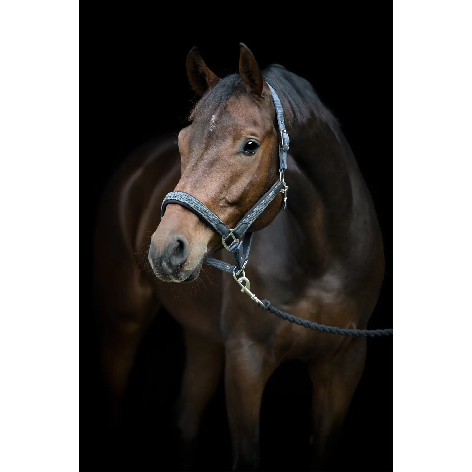 Halfter geflochten VARDIA asphalt Halfter geflochten VARDIA asphalt