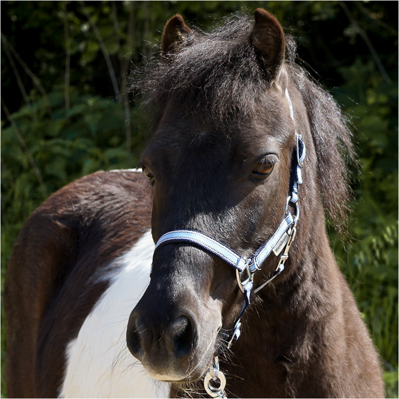 Halfter SHORTY hellblau/marine/weiß