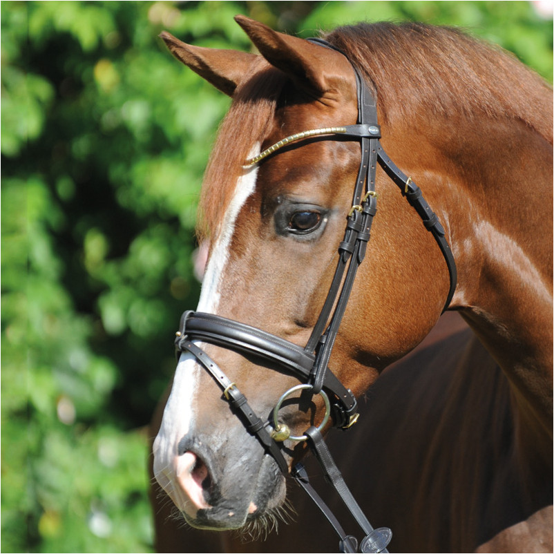 Trensenzaum englisch kombiniert CLINCHESSE braun/messing