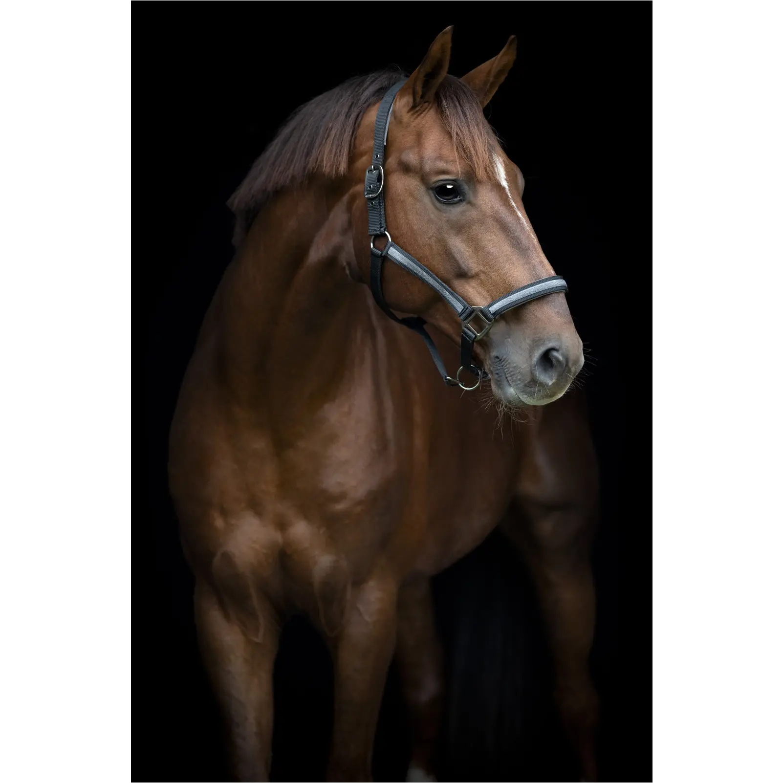 Halfter VIRNA schwarz