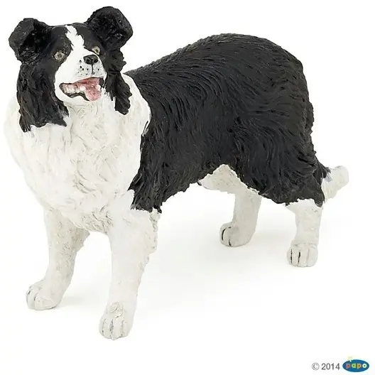 Border Collie schwarz/weiß