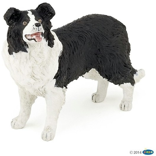 Border Collie schwarz/weiß