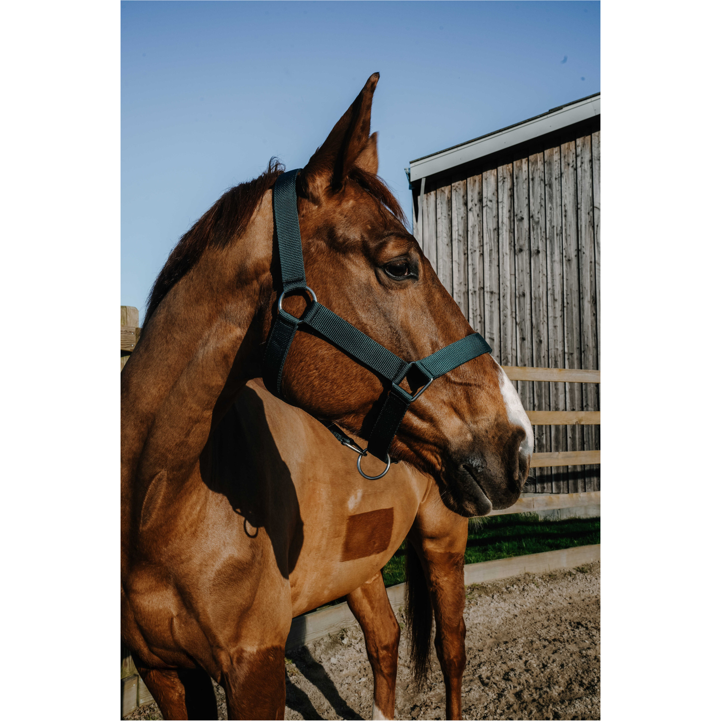 Halfter EXTRA dunkelgrün großes Warmblut