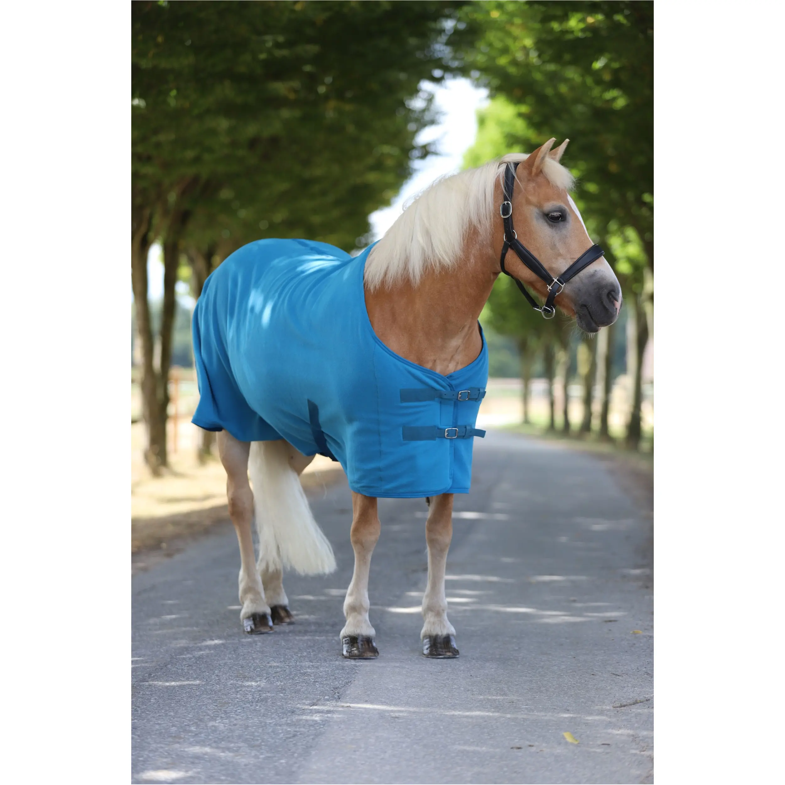 Abschwitzdecke mit Kreuzgurt BASICLINE petrol Abschwitzdecke mit Kreuzgurt BASICLINE petrol