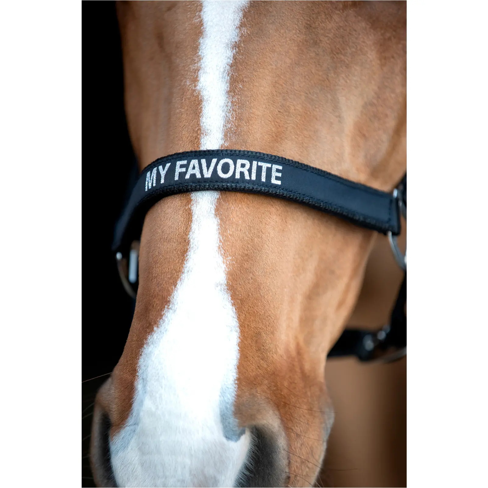 Halfter MALVA schwarz Halfter MALVA schwarz