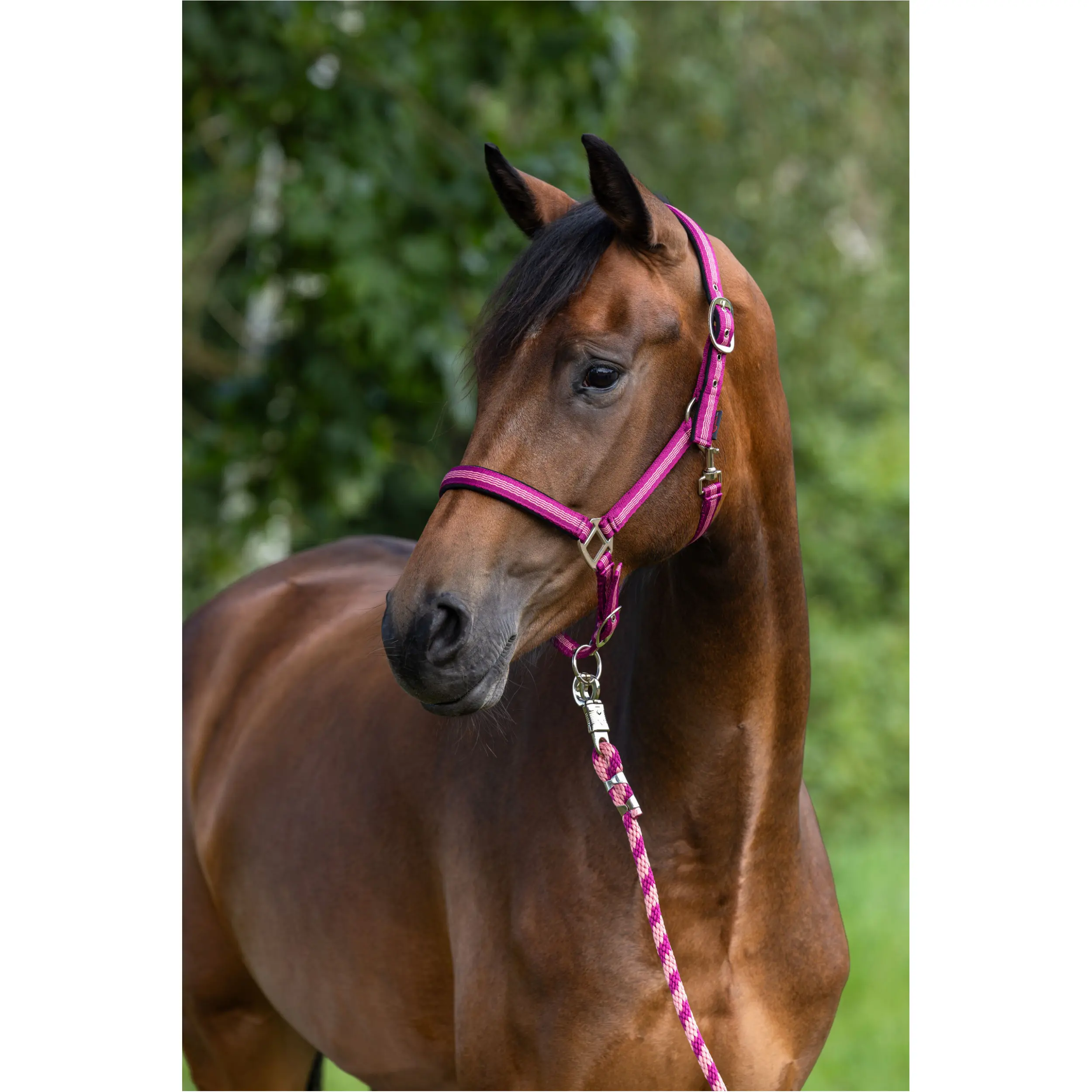 Führstrick mit Karabinerhaken MUSTANG brombeere 