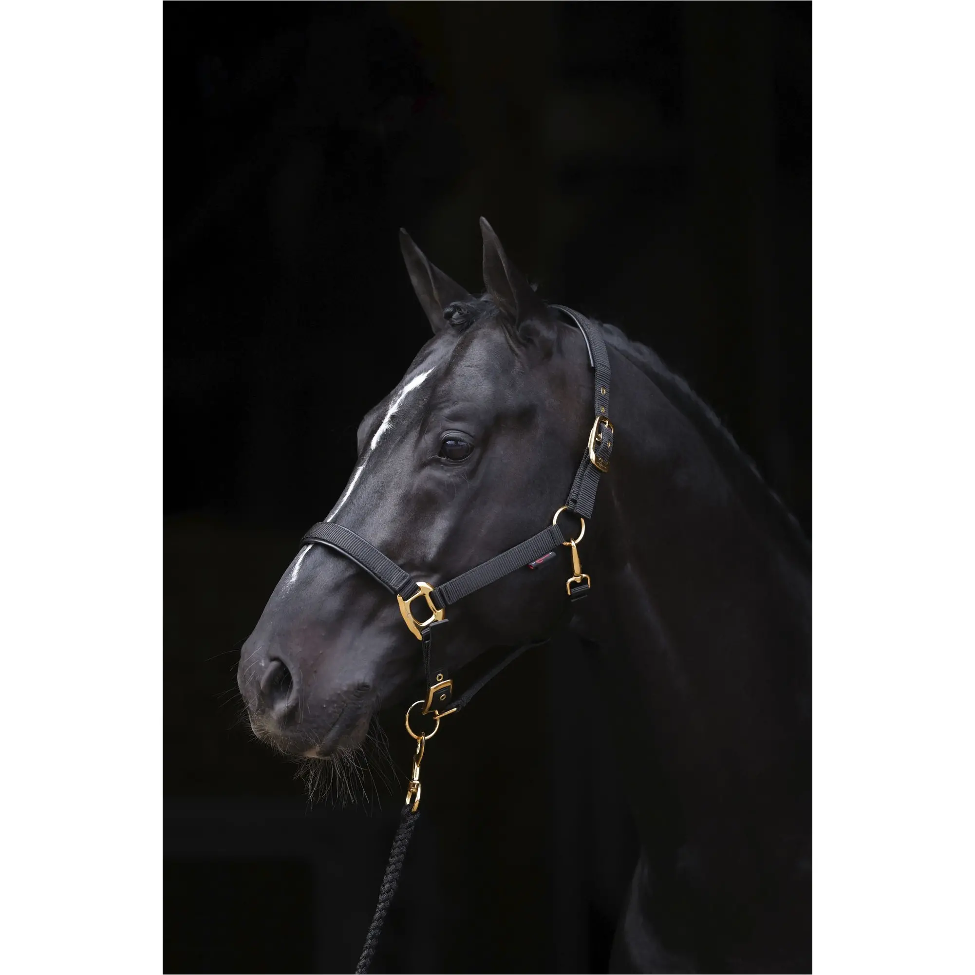 Halfter TOPLINE black