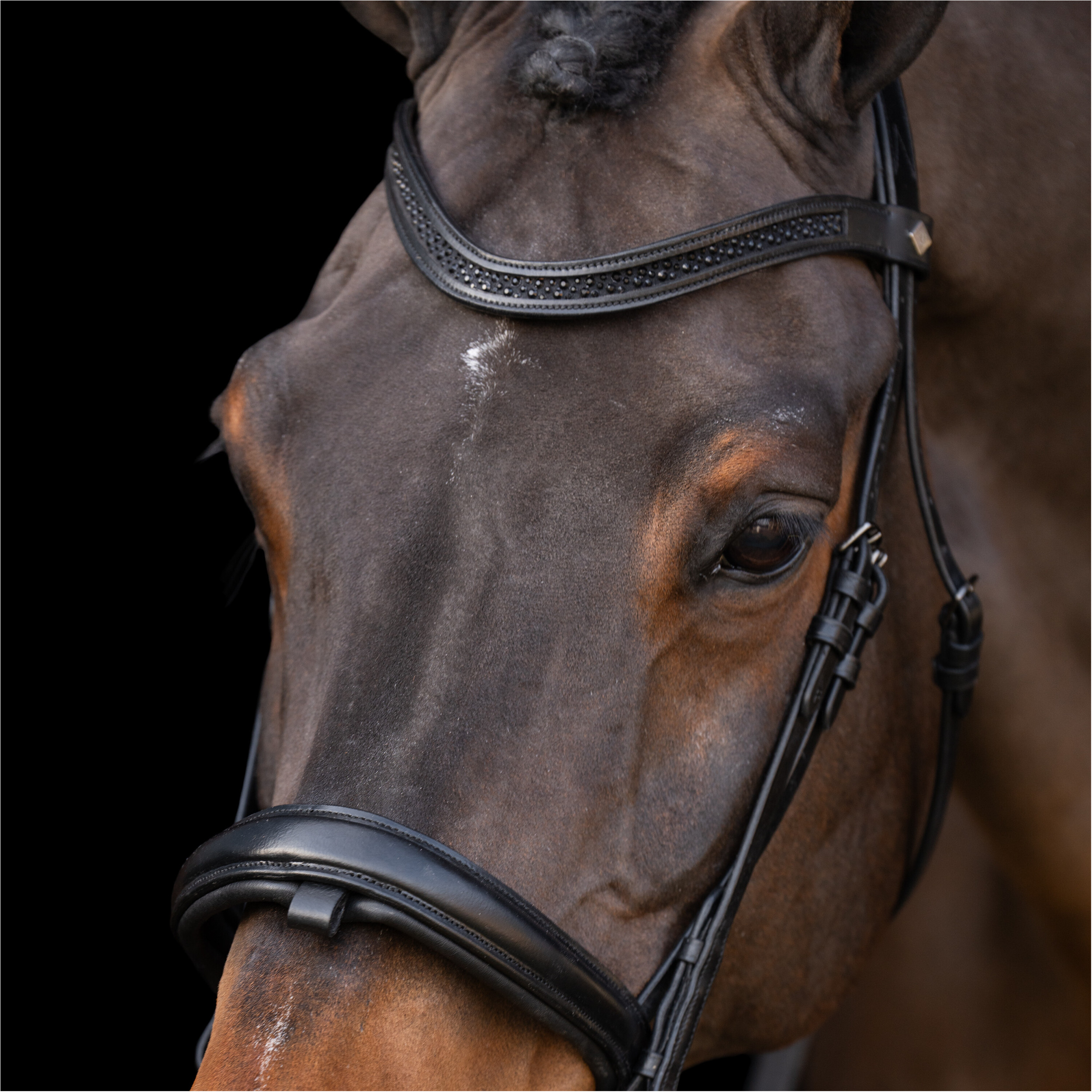 Trensenzaum mit englischem Nasenriemen IRH schwarz-schwarz