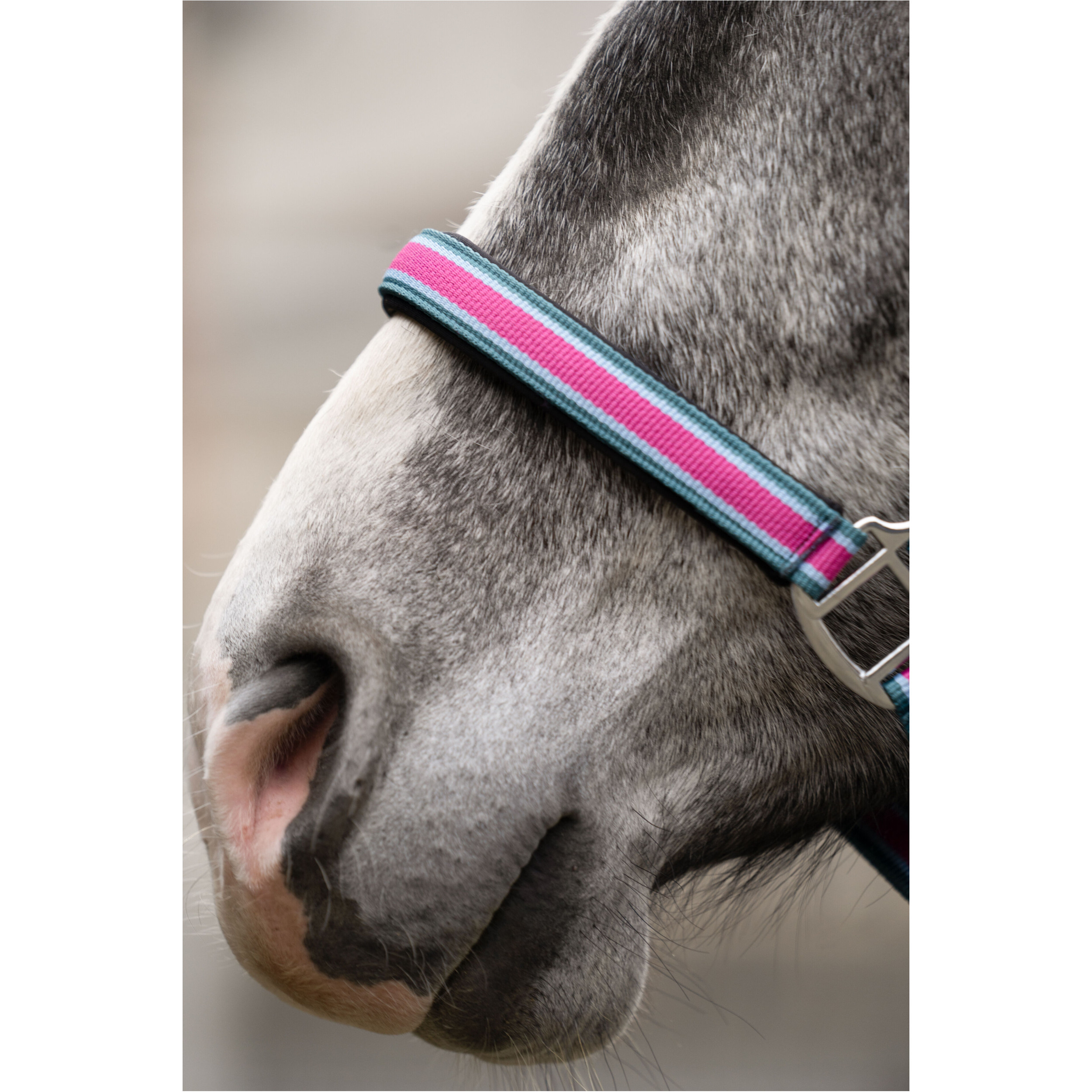 Halfter-Set mit Karabinerhaken MANCHESTER magenta Halfter-Set mit Karabinerhaken MANCHESTER magenta