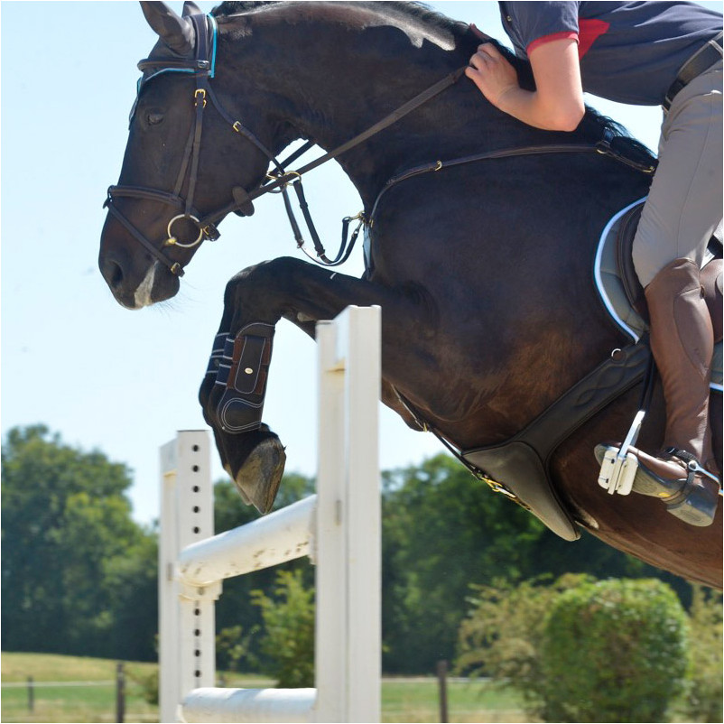 Sattelgurt mit Bauchlatz und Elast STANDARD schwarz
