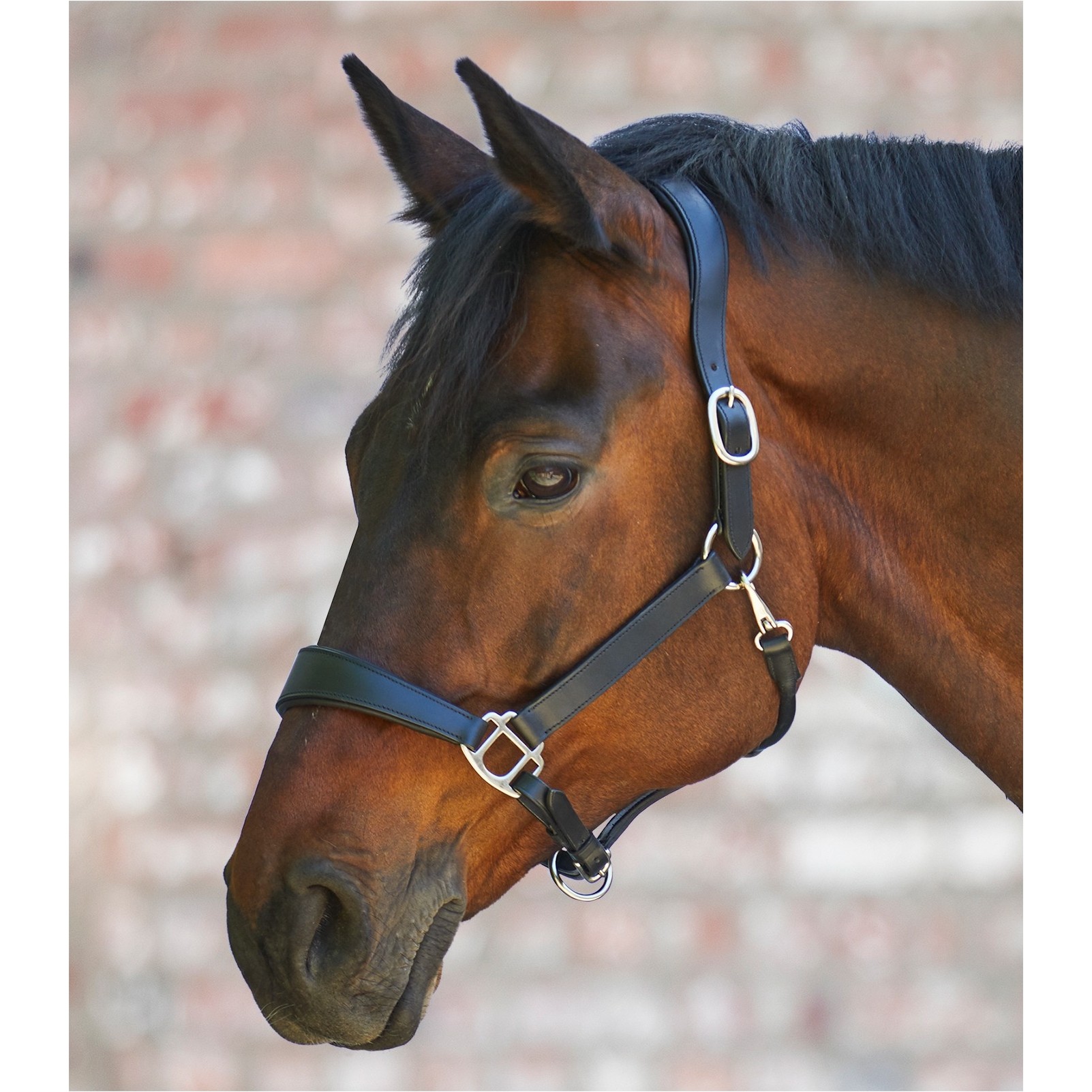 Halfter X-Line ANATOMIC Leder schwarz