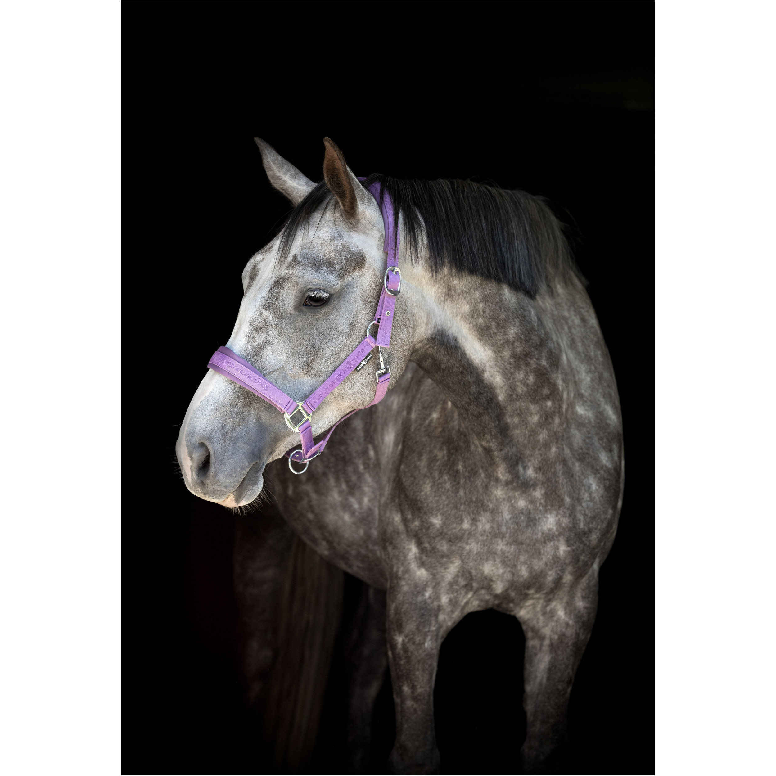 Halfter DIYA 2.0 lavender Halfter DIYA 2.0 lavender