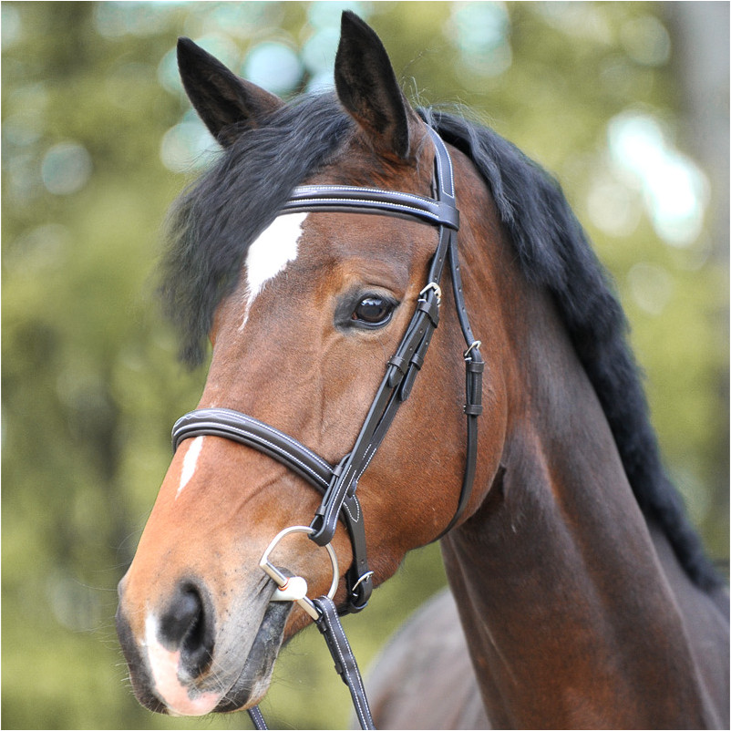 Huntertrense englisch kombiniert AKILA braun