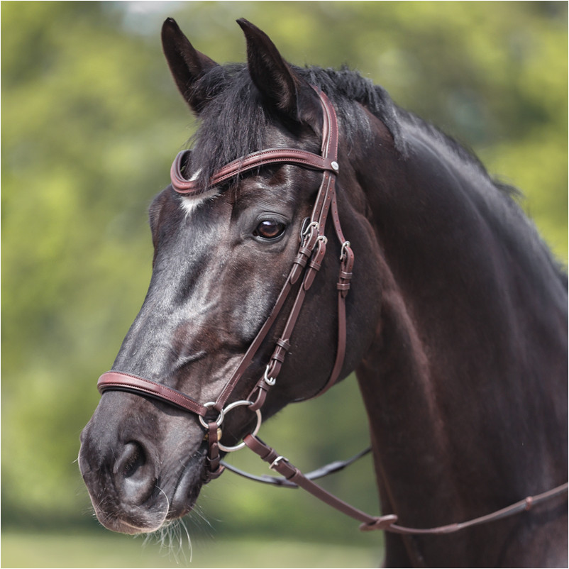 Trensenzaum hannoveranisch EVERANA Leder geölt braun