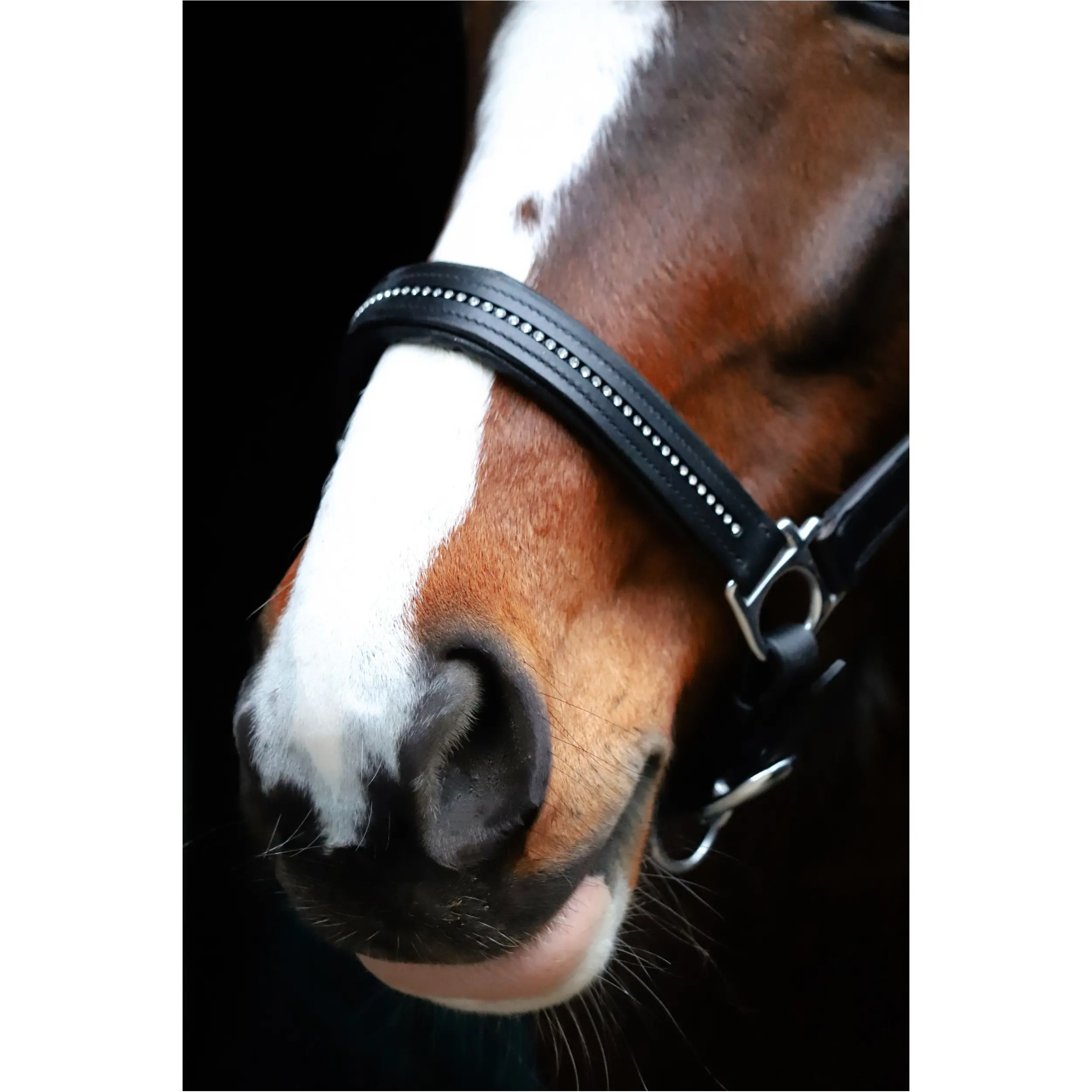 Halfter DIAMOND Leder schwarz