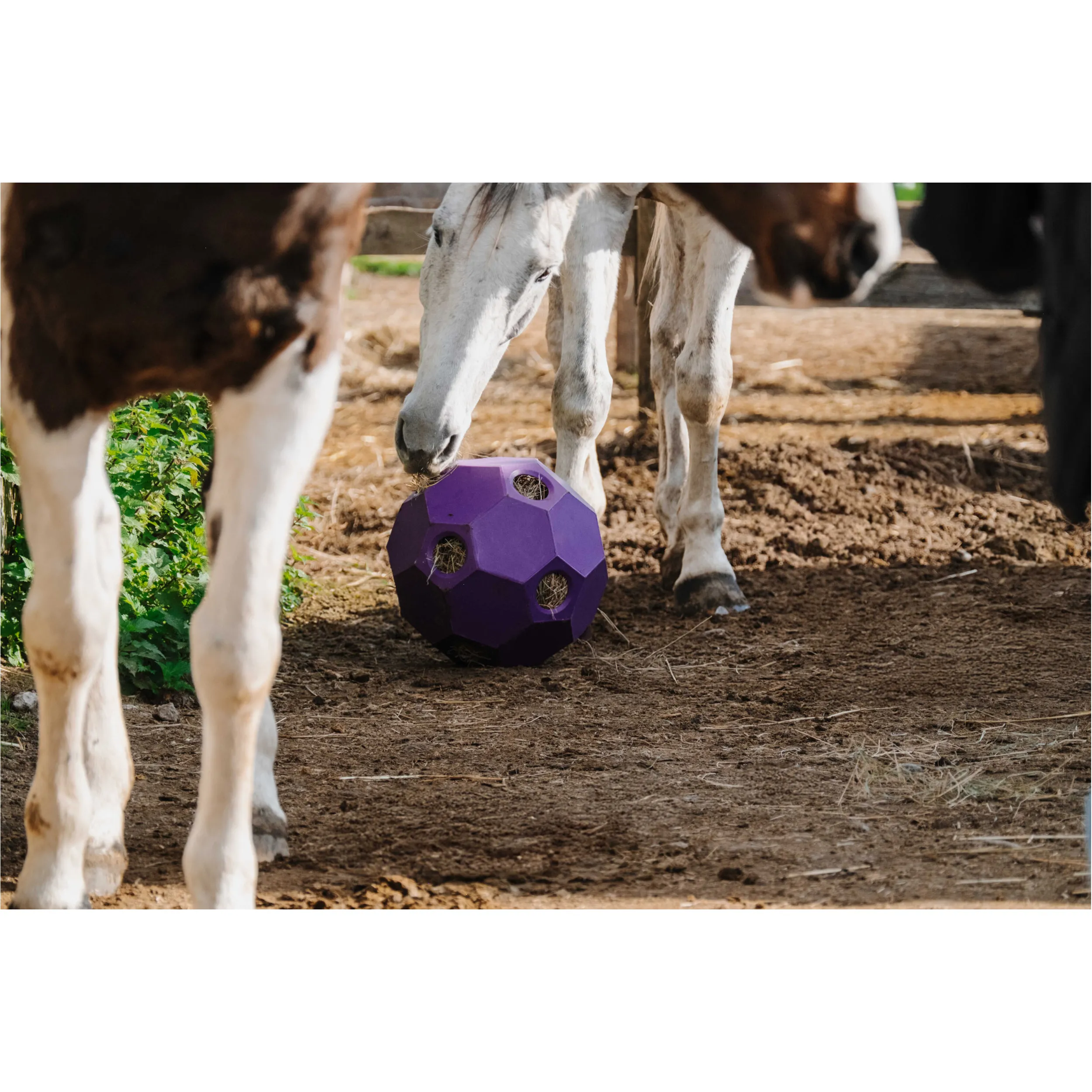 Slow-Feeder-Ball für Heu violett 42cm
