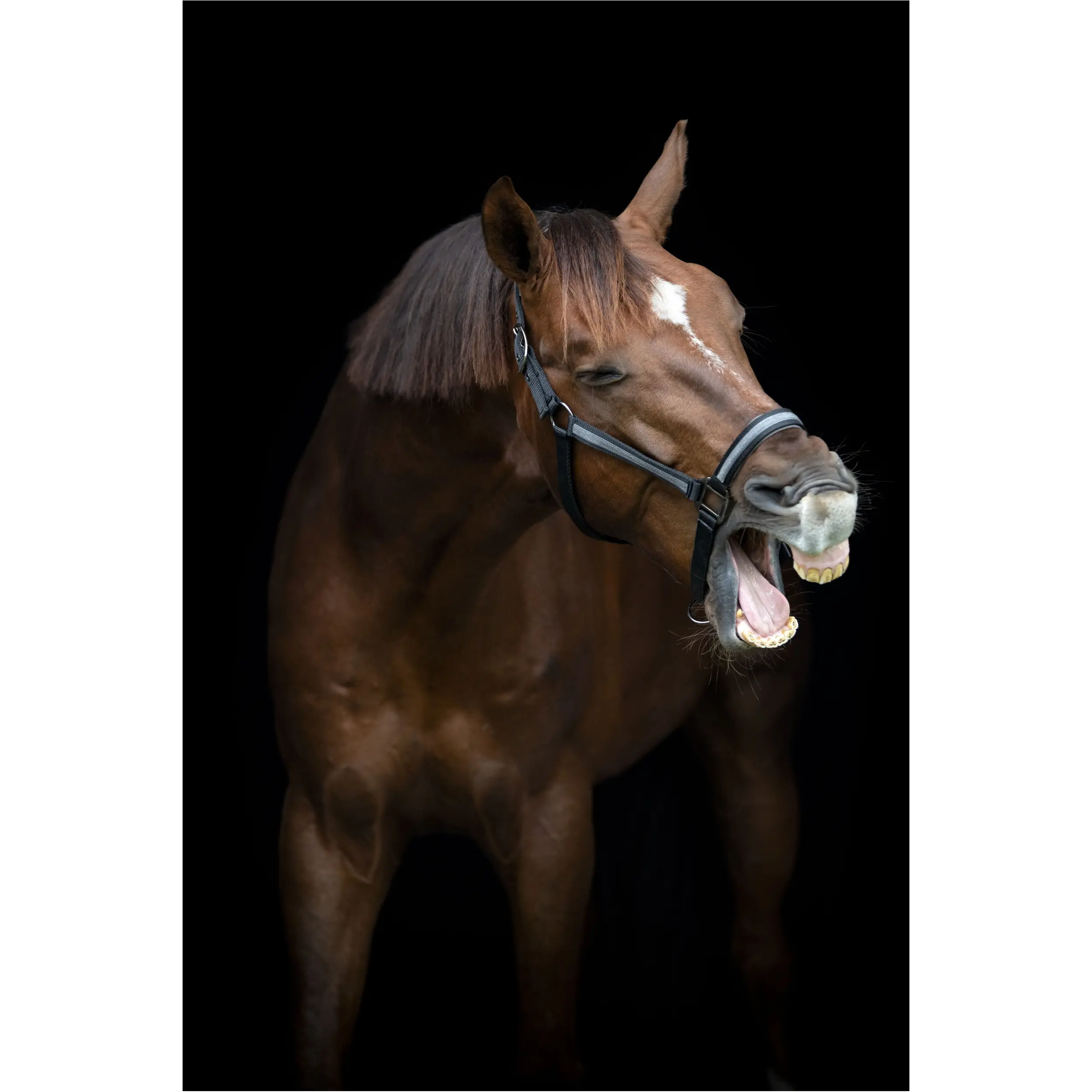 Halfter VIRNA schwarz