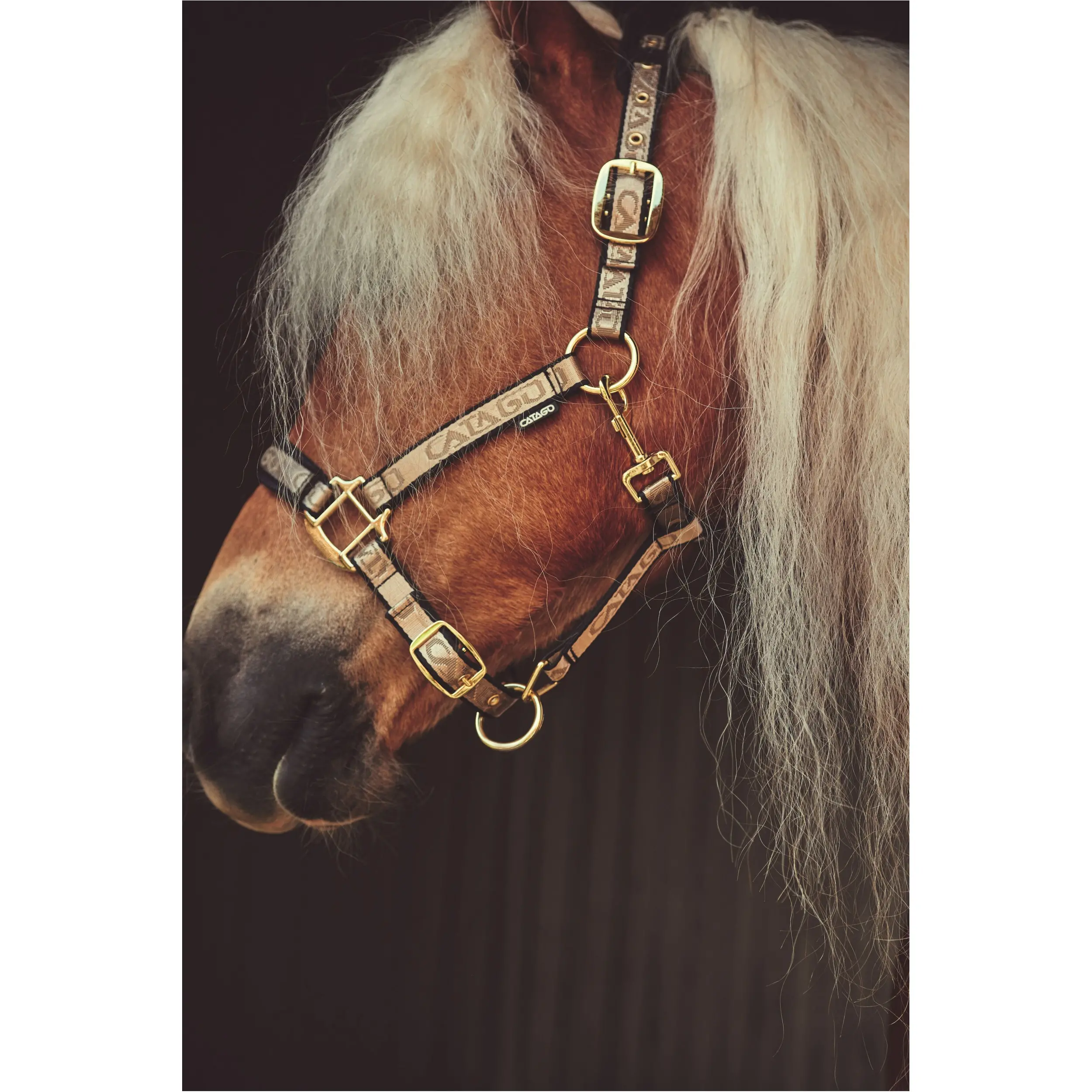 Halfter gold/schwarz