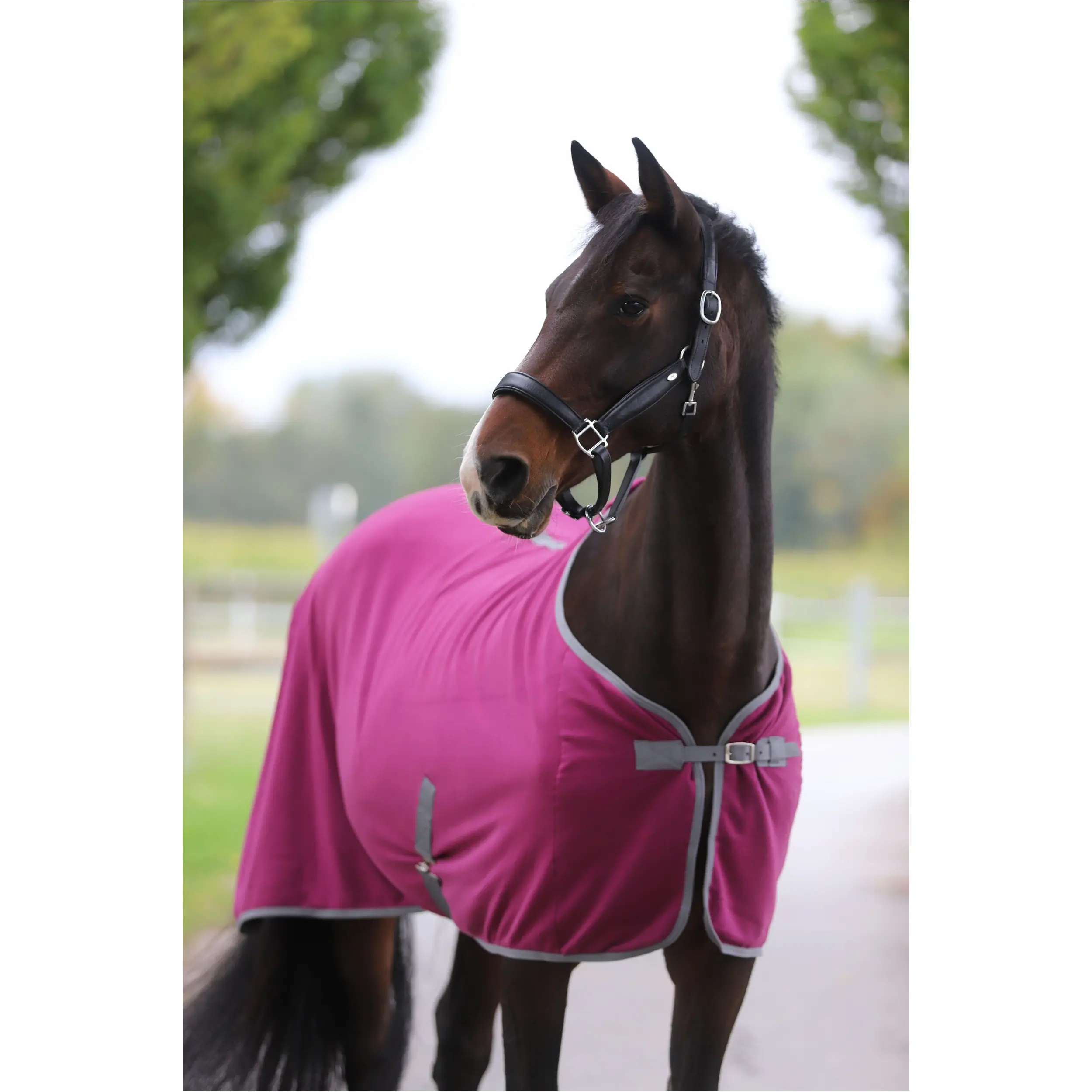 Abschwitzdecke mit Kreuzgurt (abnehmbar) ECONOMIC violett Abschwitzdecke mit Kreuzgurt (abnehmbar) ECONOMIC violett