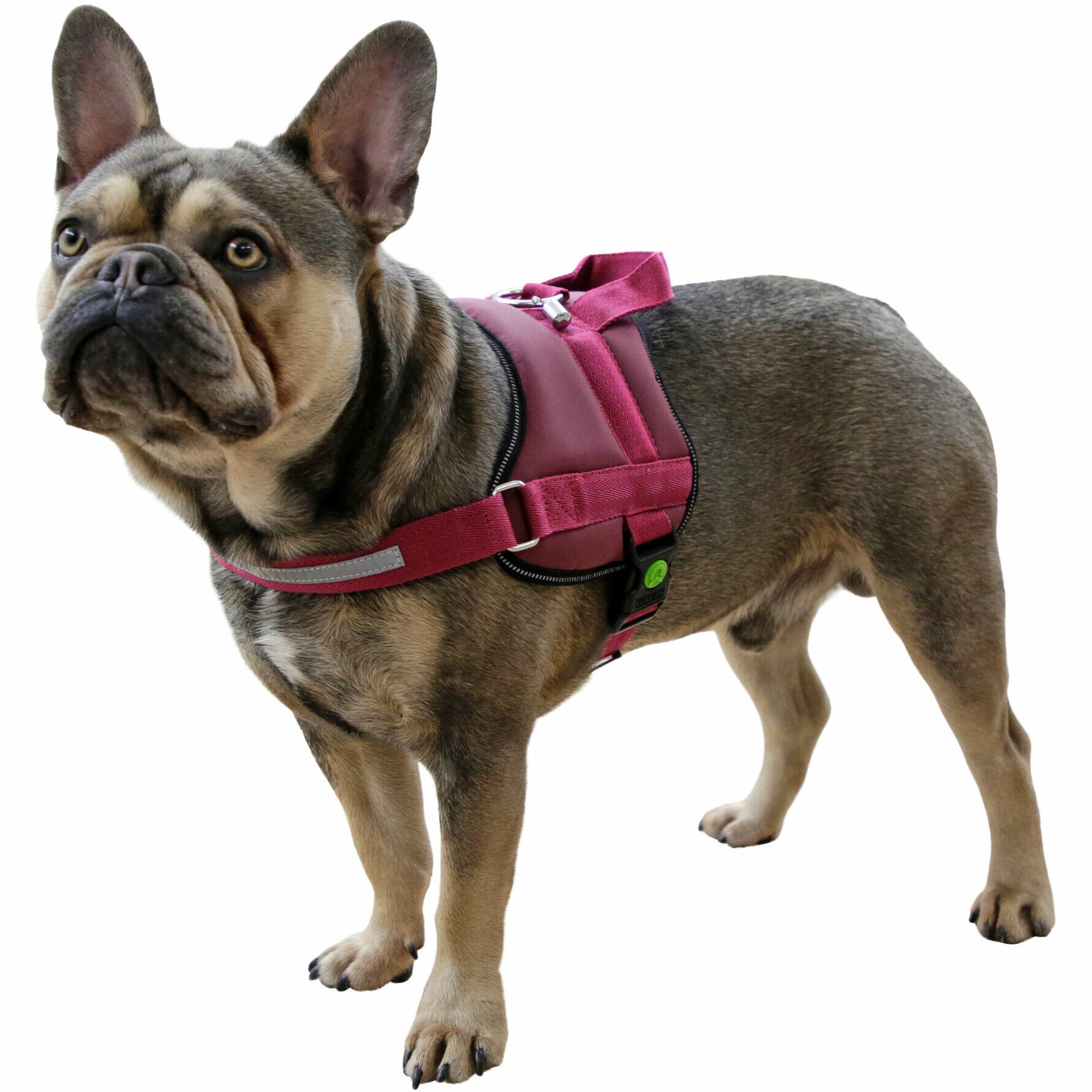 Hundegeschirr MAESTRO 2.0 mit Adresstube burgundy