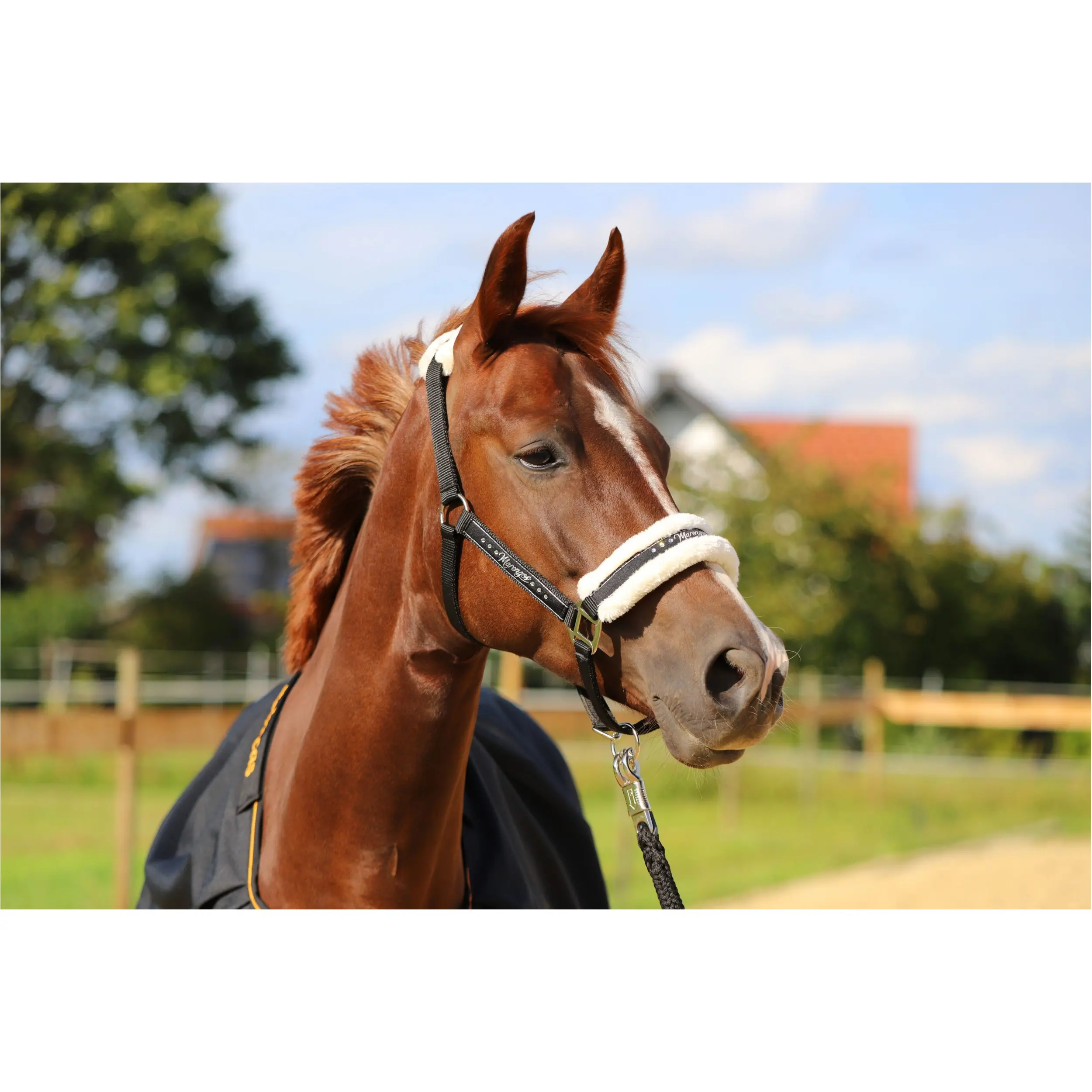 Halfter-Set mit Führstrick ELEGANT schwarz/silber Halfter-Set mit Führstrick ELEGANT schwarz/silber