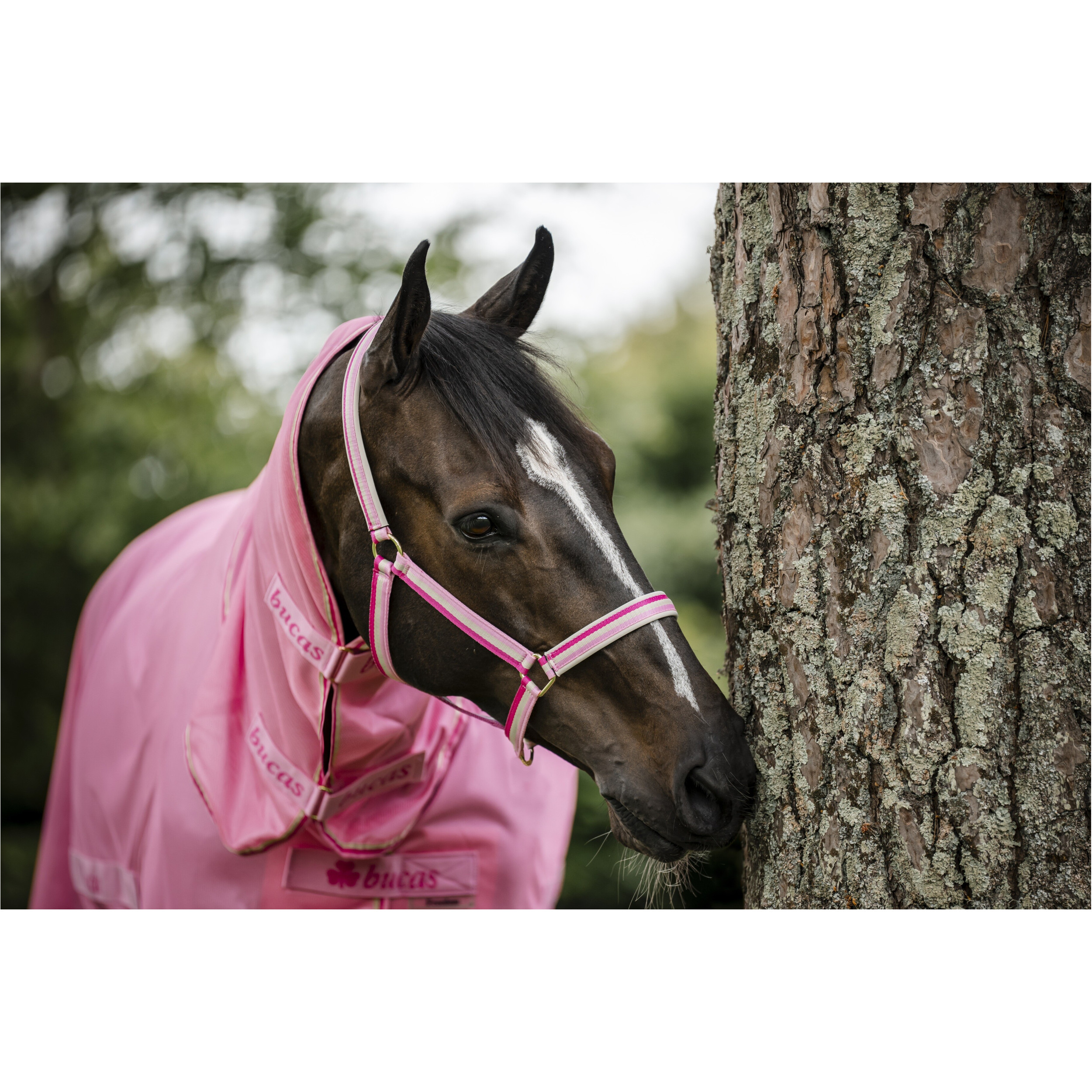 Halfter DUBLIN aurora pink