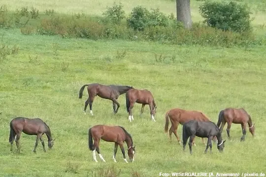 Trakehner