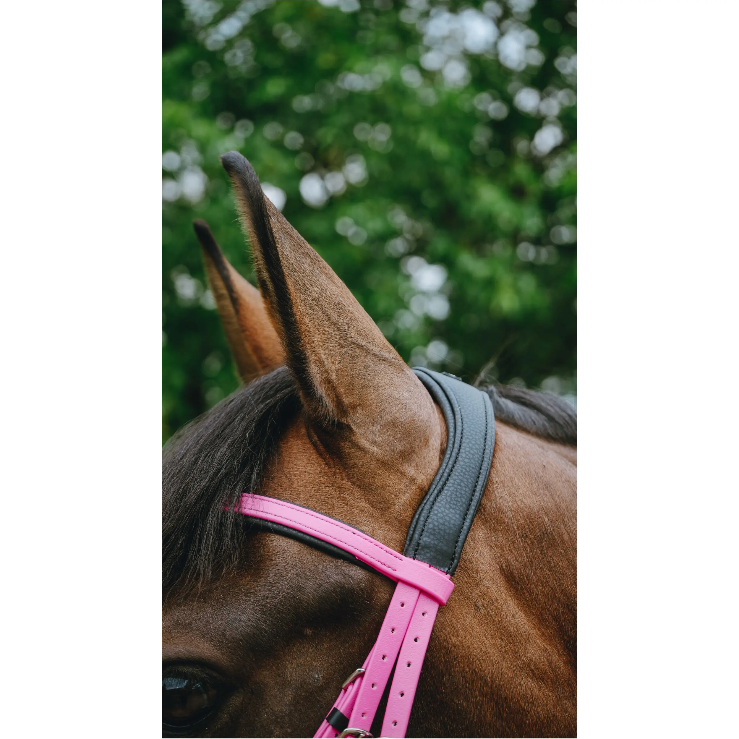 Trensenzaum ENDURANCE POP rosa Trensenzaum ENDURANCE POP rosa
