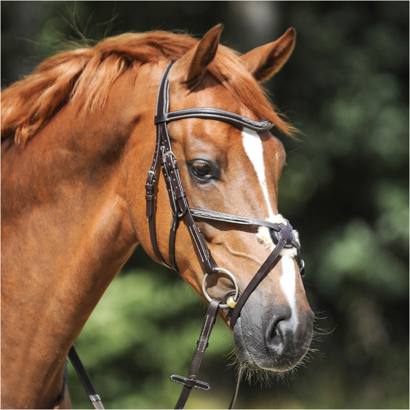 Trensenzaum mit mexikanischem Reithalfter DIANDRO braun