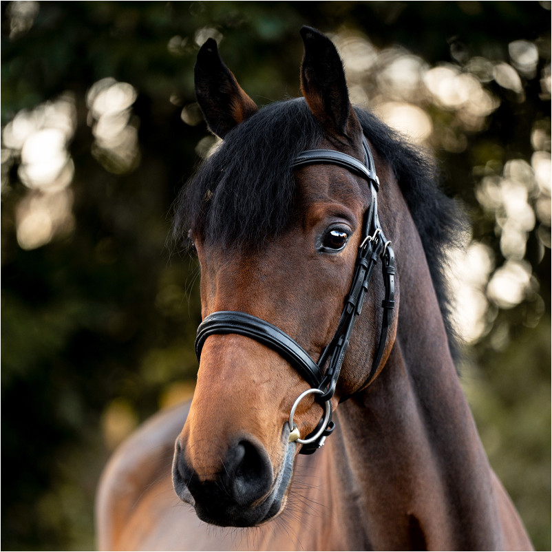 Springtrense englisch kombiniert ROBIN schwarz/silber