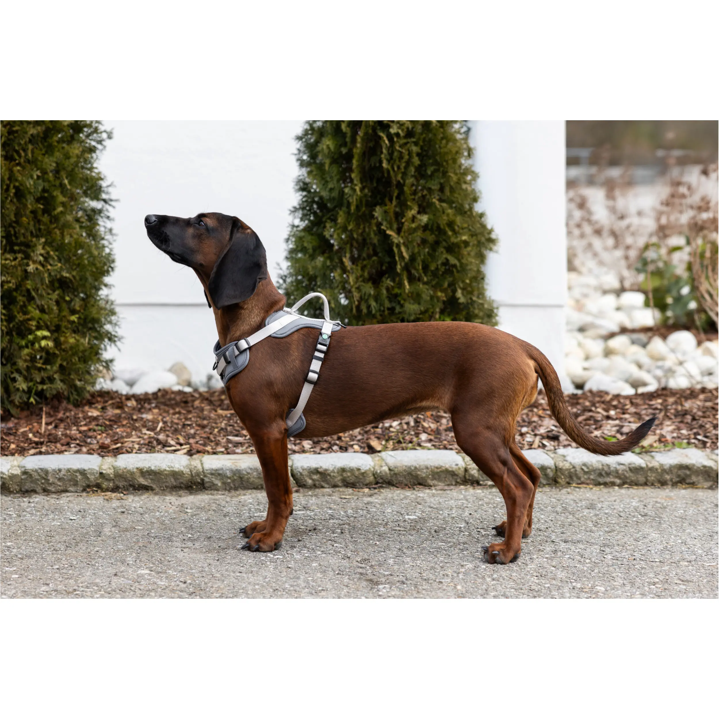 Hundegeschirr FITTY grau/beige