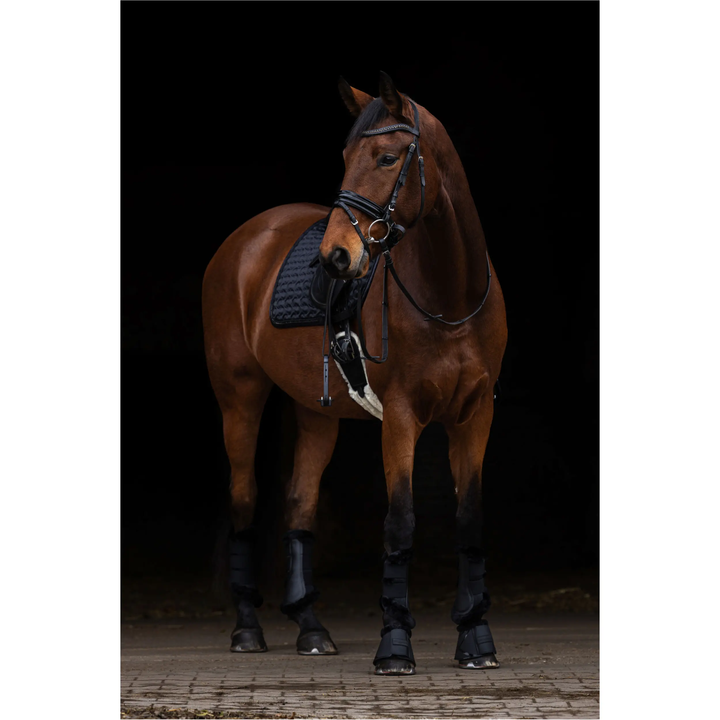 Schabracke H/W 2025 black