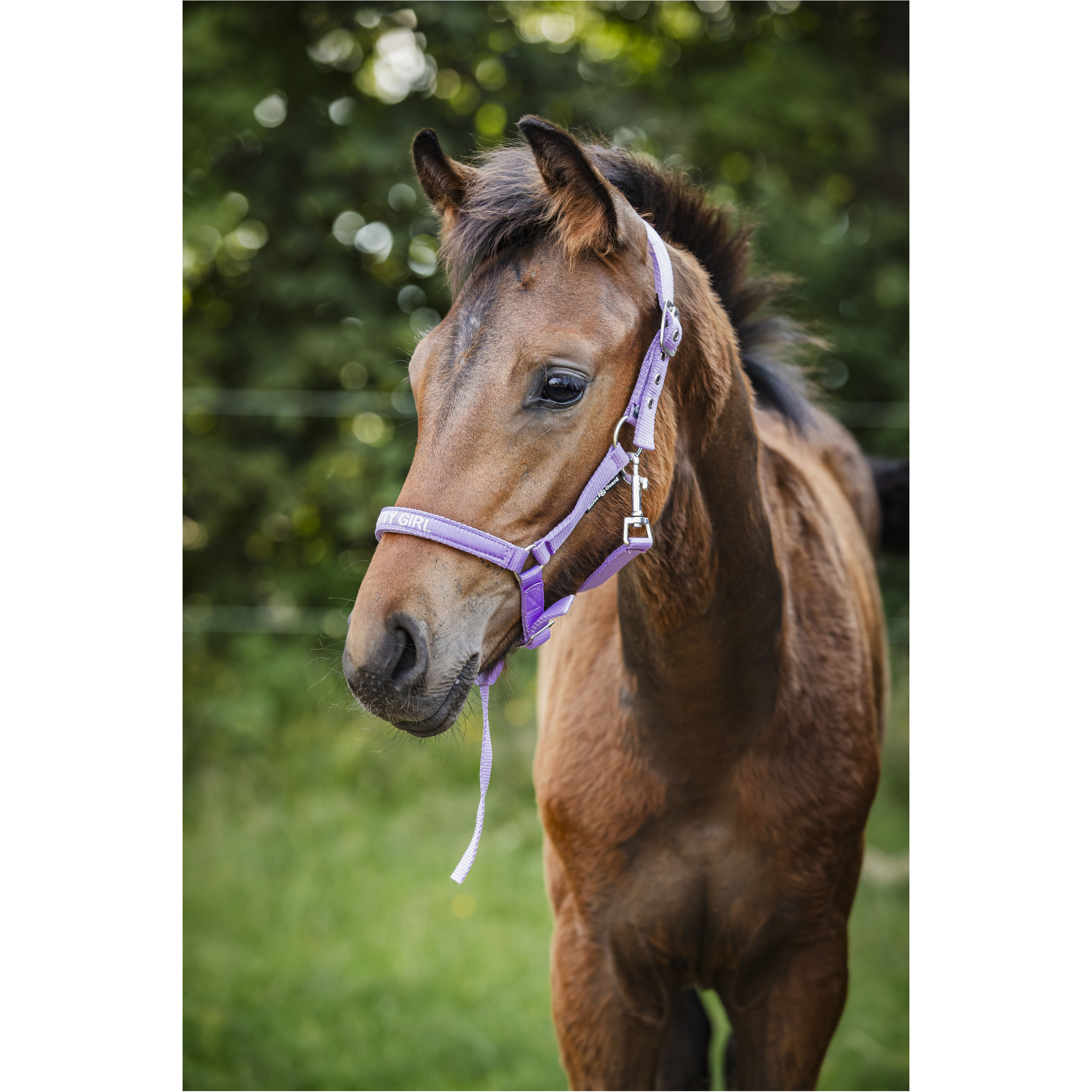 Fohlenhalfter MALVA Pretty Girl lavender