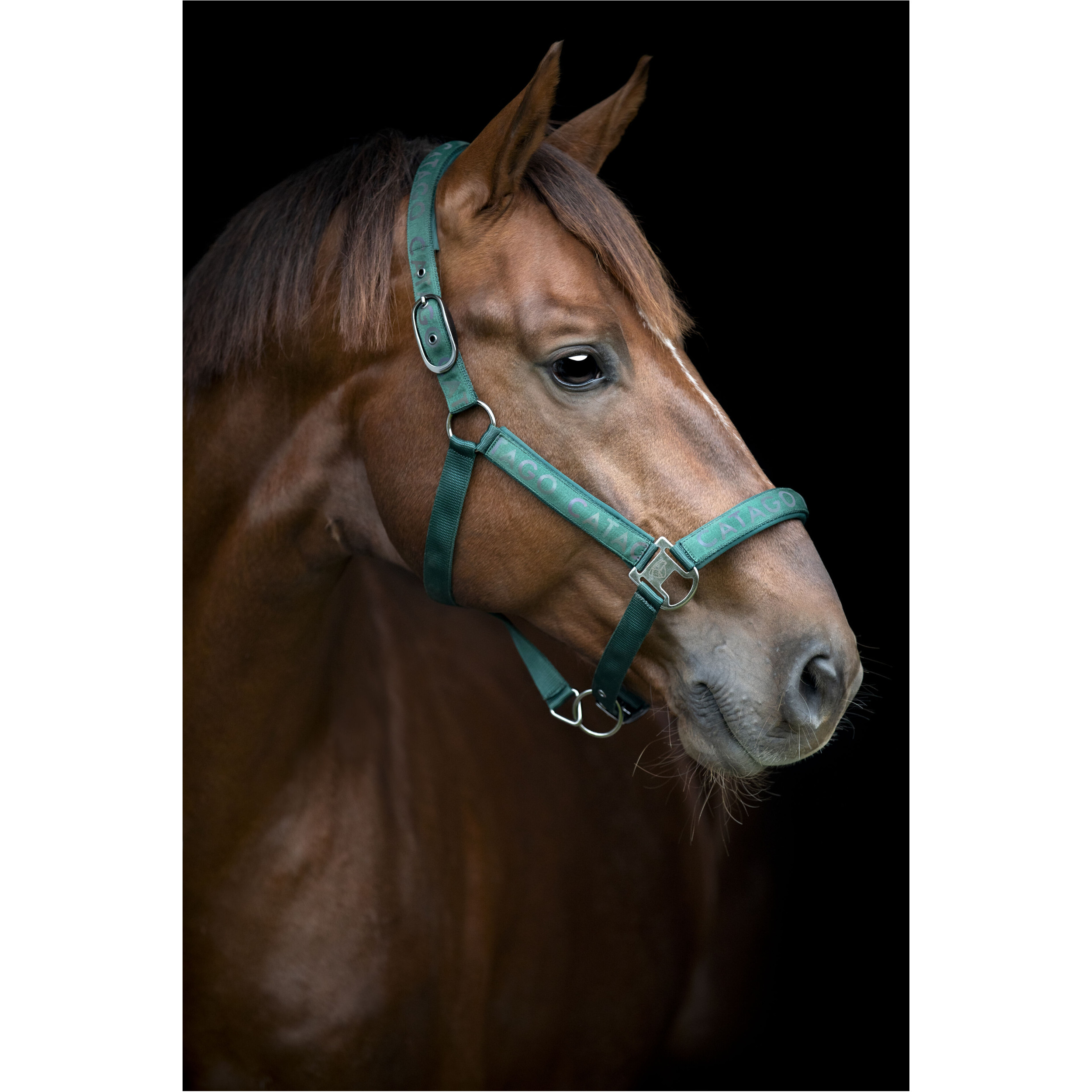 Halfter reflektierendes Logo ALEA ponderosa pine Halfter reflektierendes Logo ALEA ponderosa pine