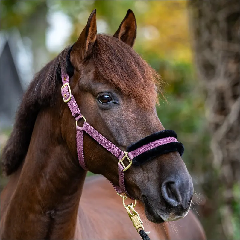 Halfter GRETCHEN bordeaux/rose