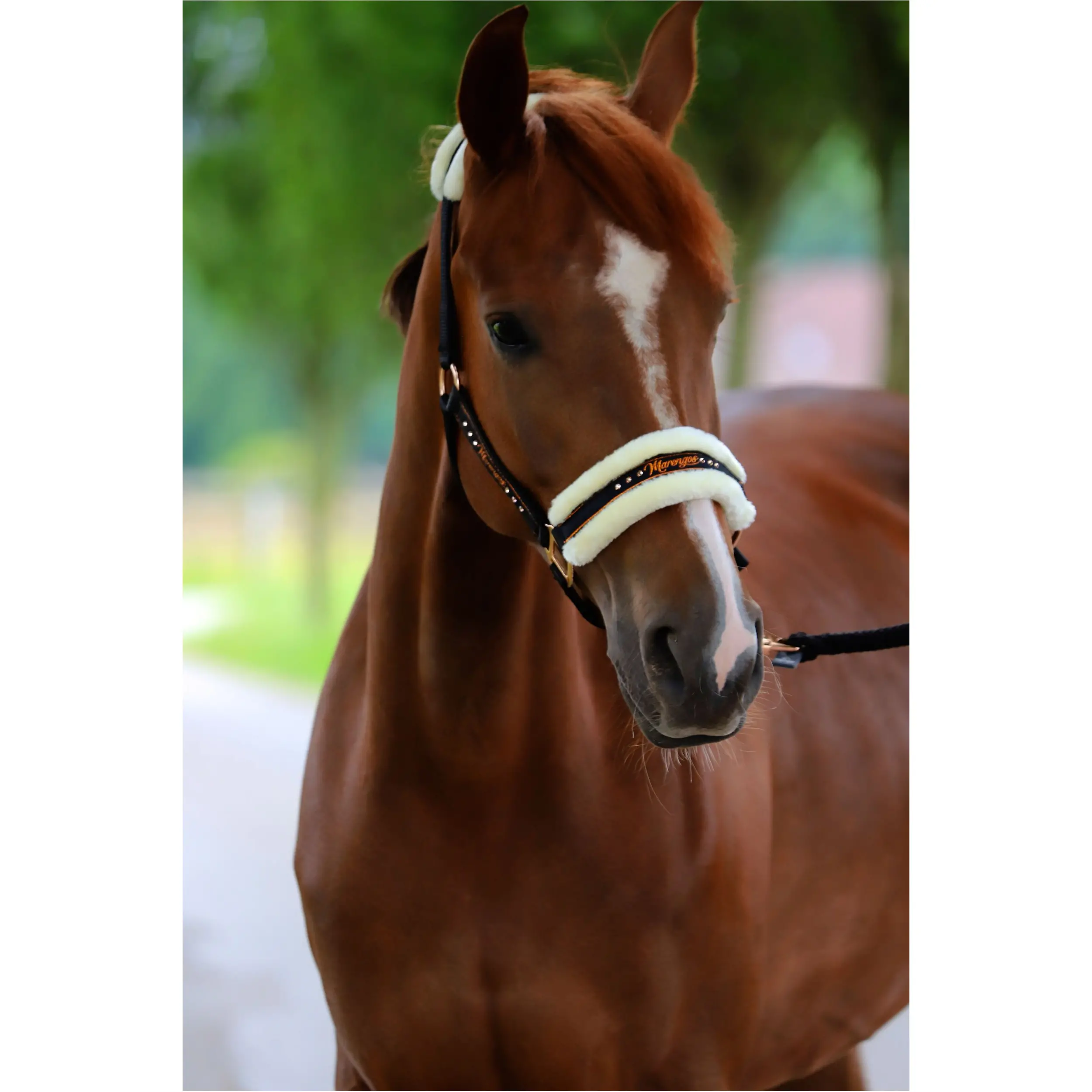 Halfter-Set mit Führstrick ELEGANT schwarz/roségold Halfter-Set mit Führstrick ELEGANT schwarz/roségold