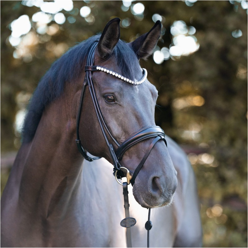 Trensenzaum mit schwedischen Reithalfter FLORENTINE schwarz