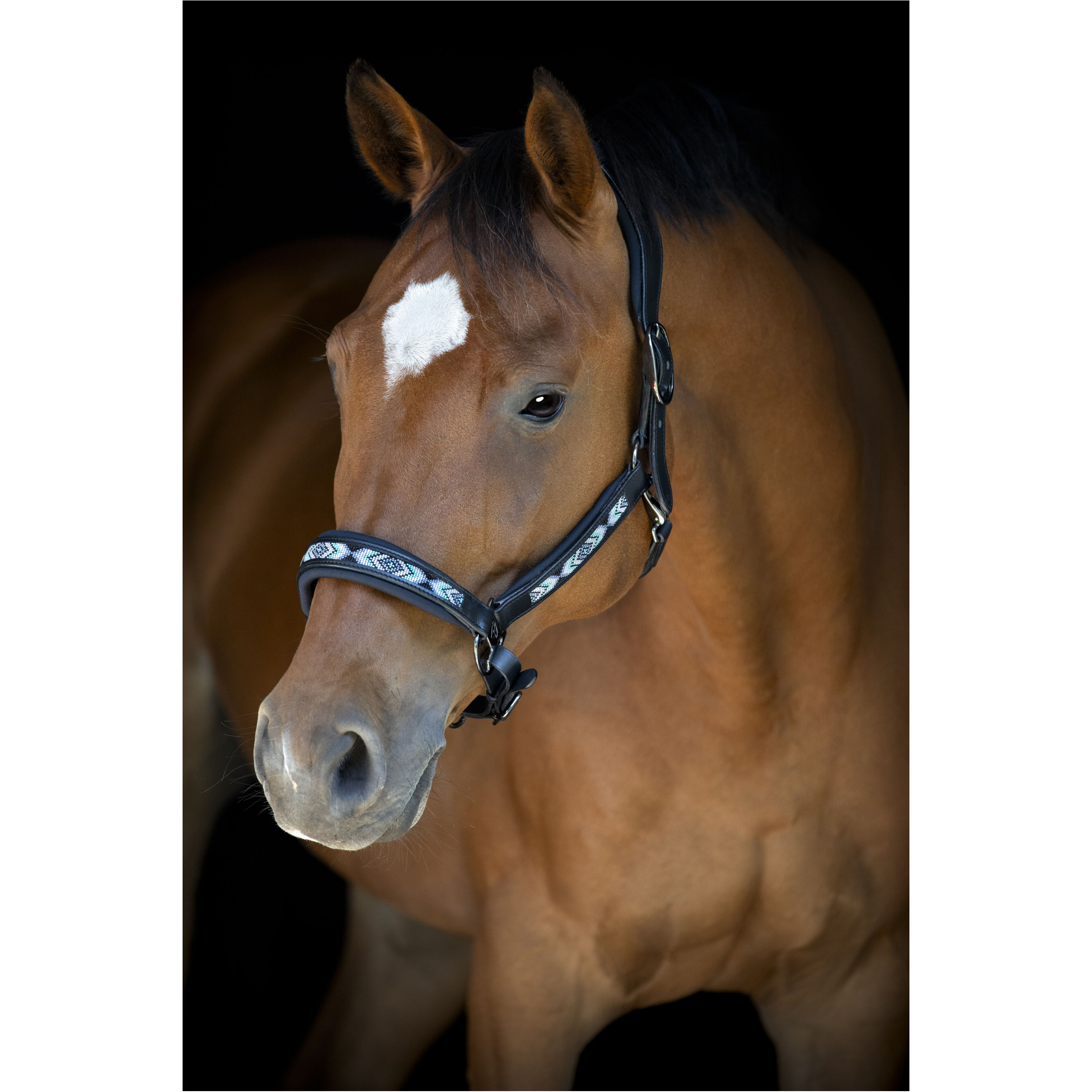 Lederhalfter ANAMO schwarz Lederhalfter ANAMO schwarz