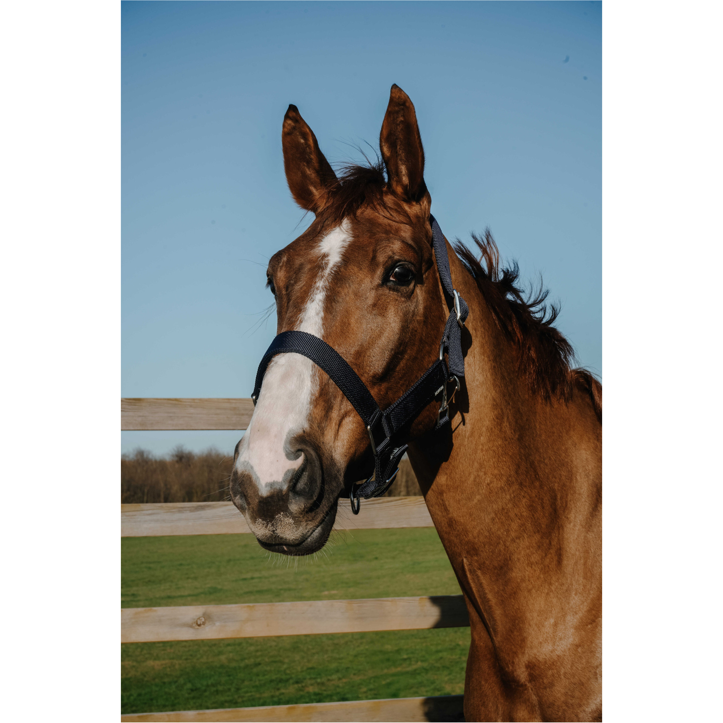 Halfter EXTRA navy großes Warmblut