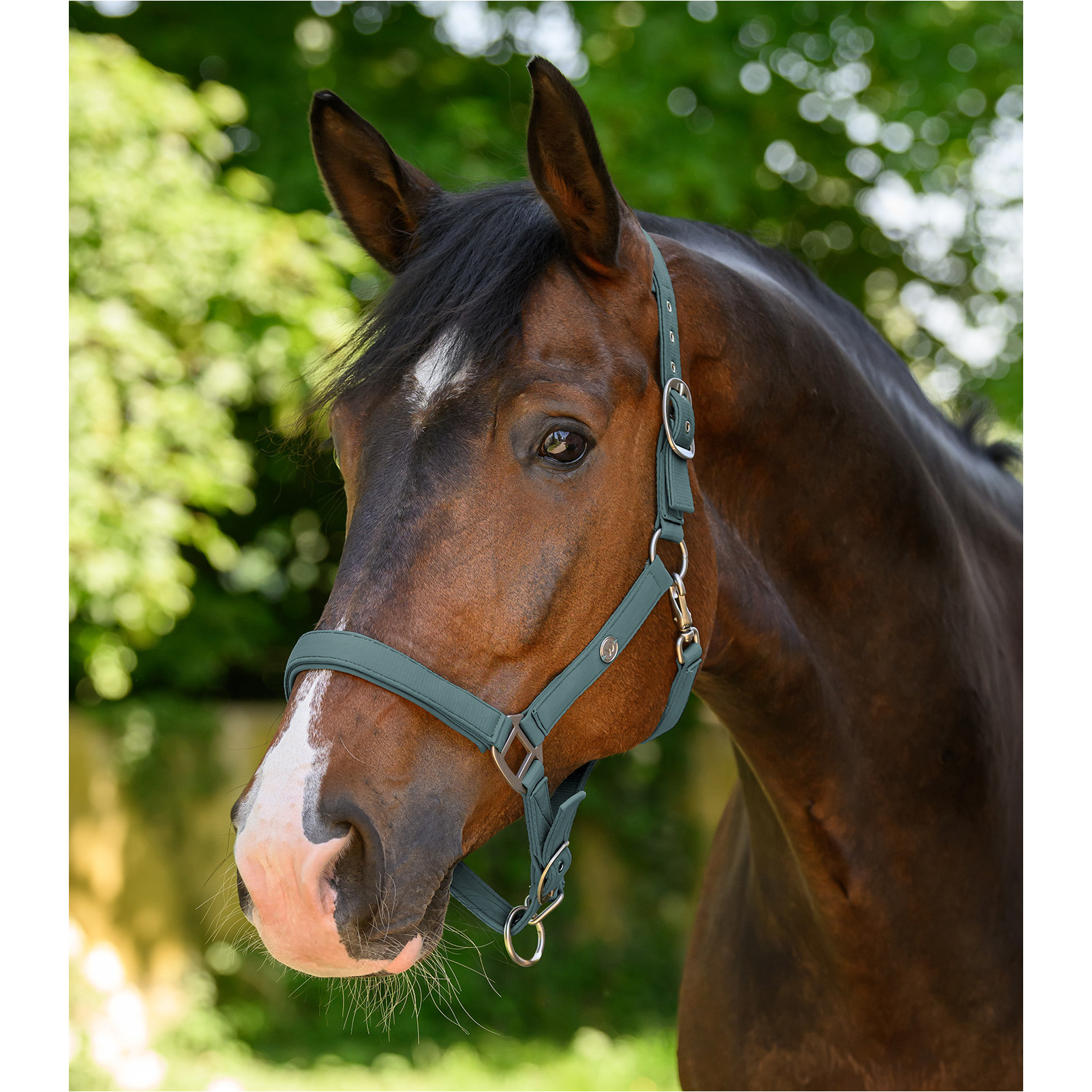 Halfter TRINIDAD piniengrün