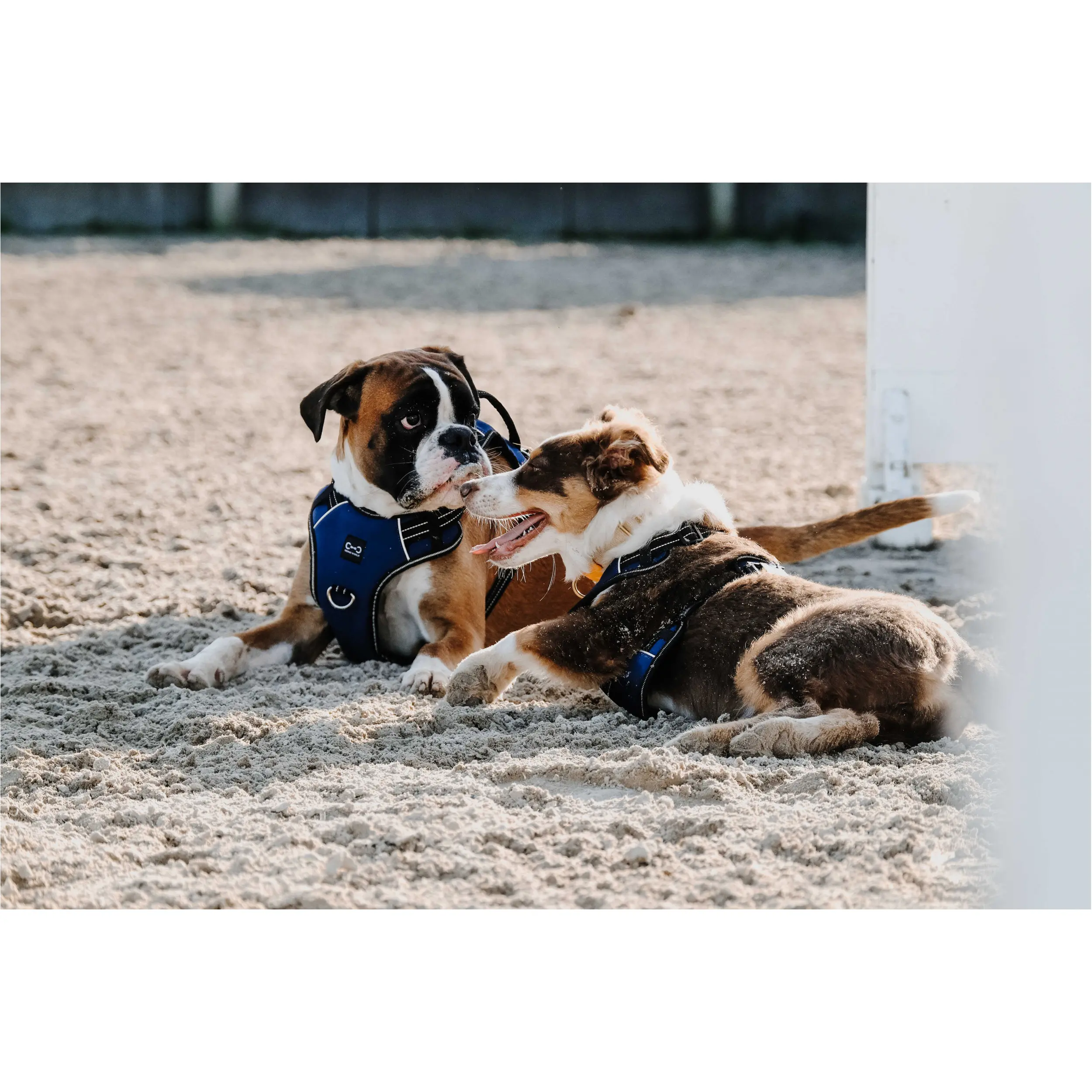 Hundegeschirr SIMBA navy