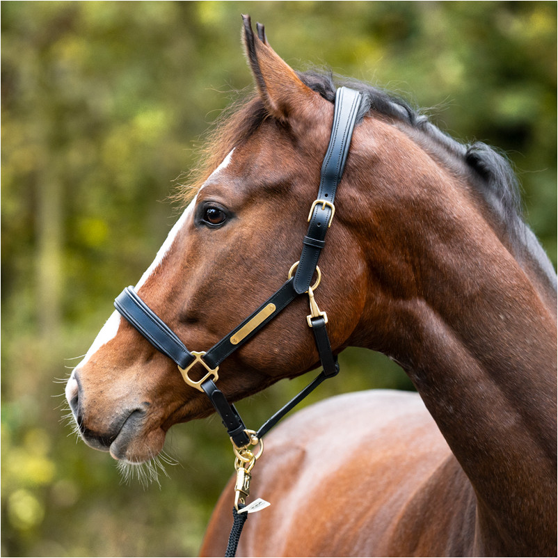 Lederhalfter Soft CINTA schwarz