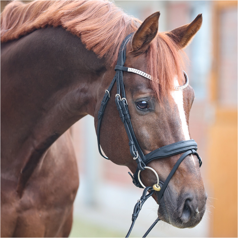 Trensenzaum englisch kombiniert EVERNESS Leder geölt schwarz