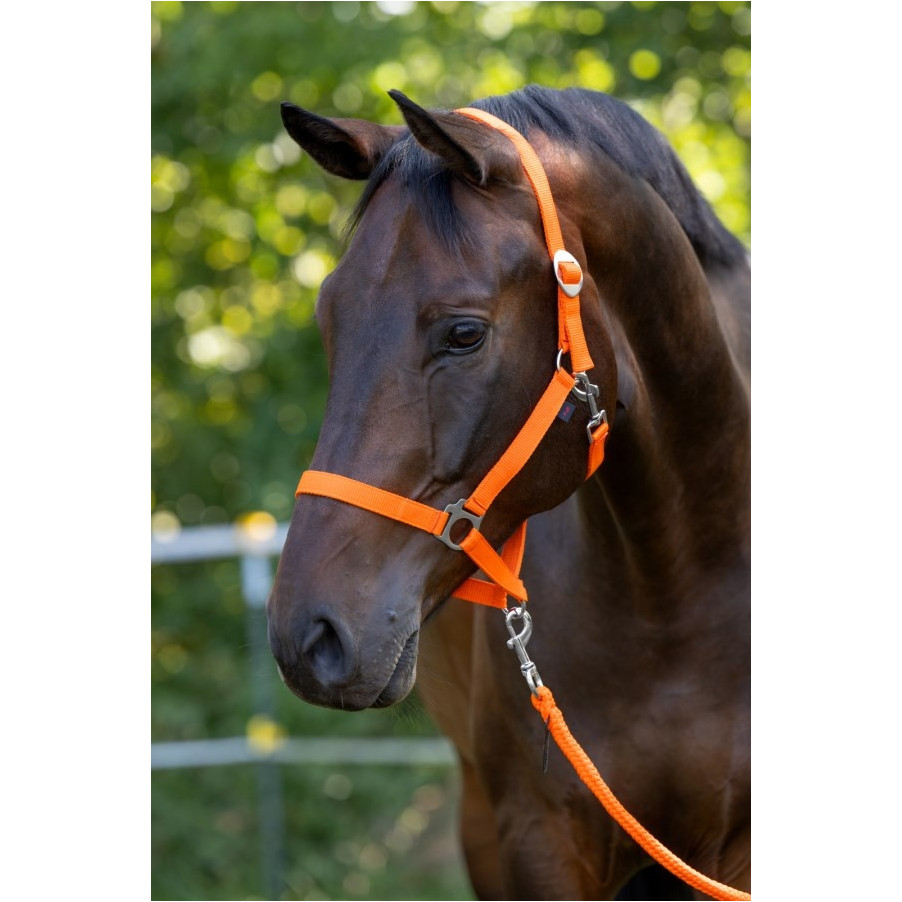 Halfter HIPPO orange