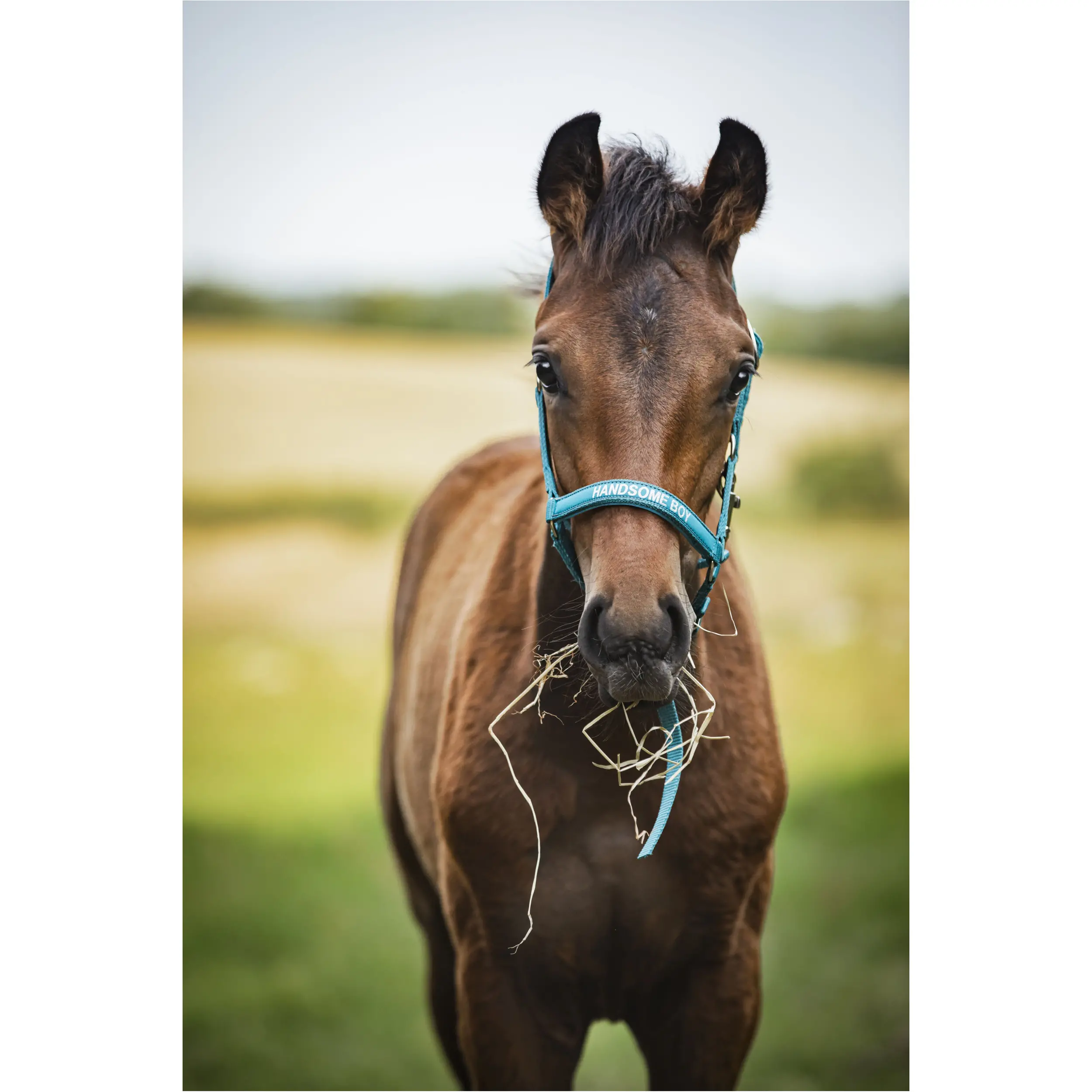 Fohlenhalfter MALVA Handsome Boy arctic