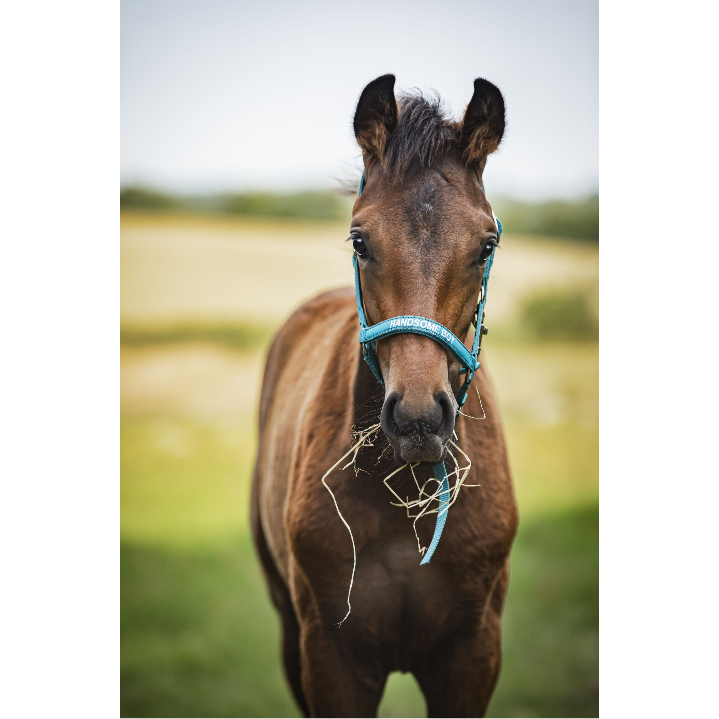 Fohlenhalfter MALVA Handsome Boy arctic