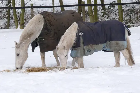 Winter-Pferde