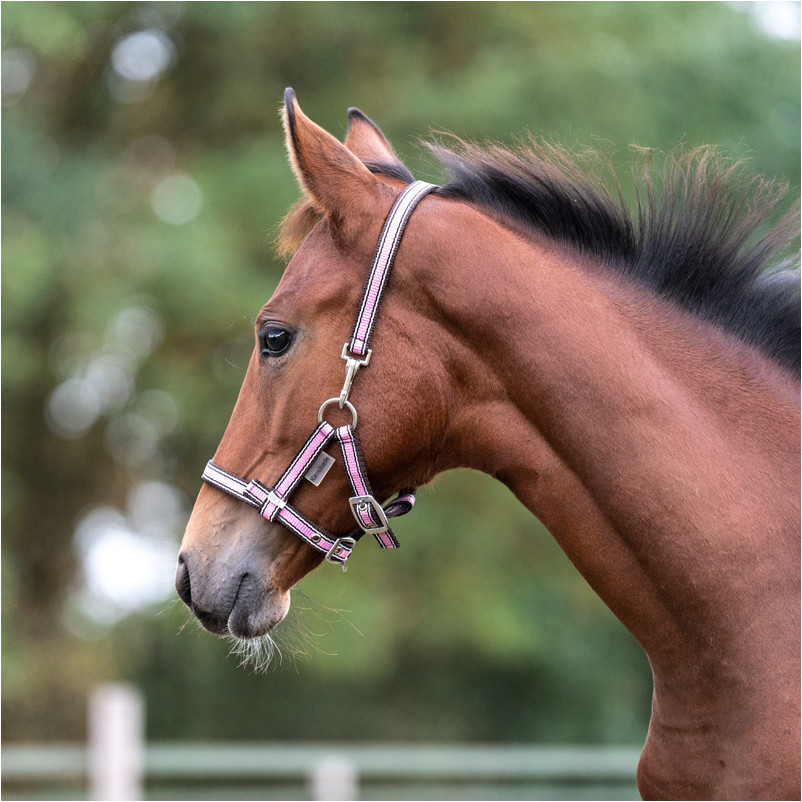 Fohlenhalfter rosa/braun/weiß Fohlenhalfter rosa/braun/weiß