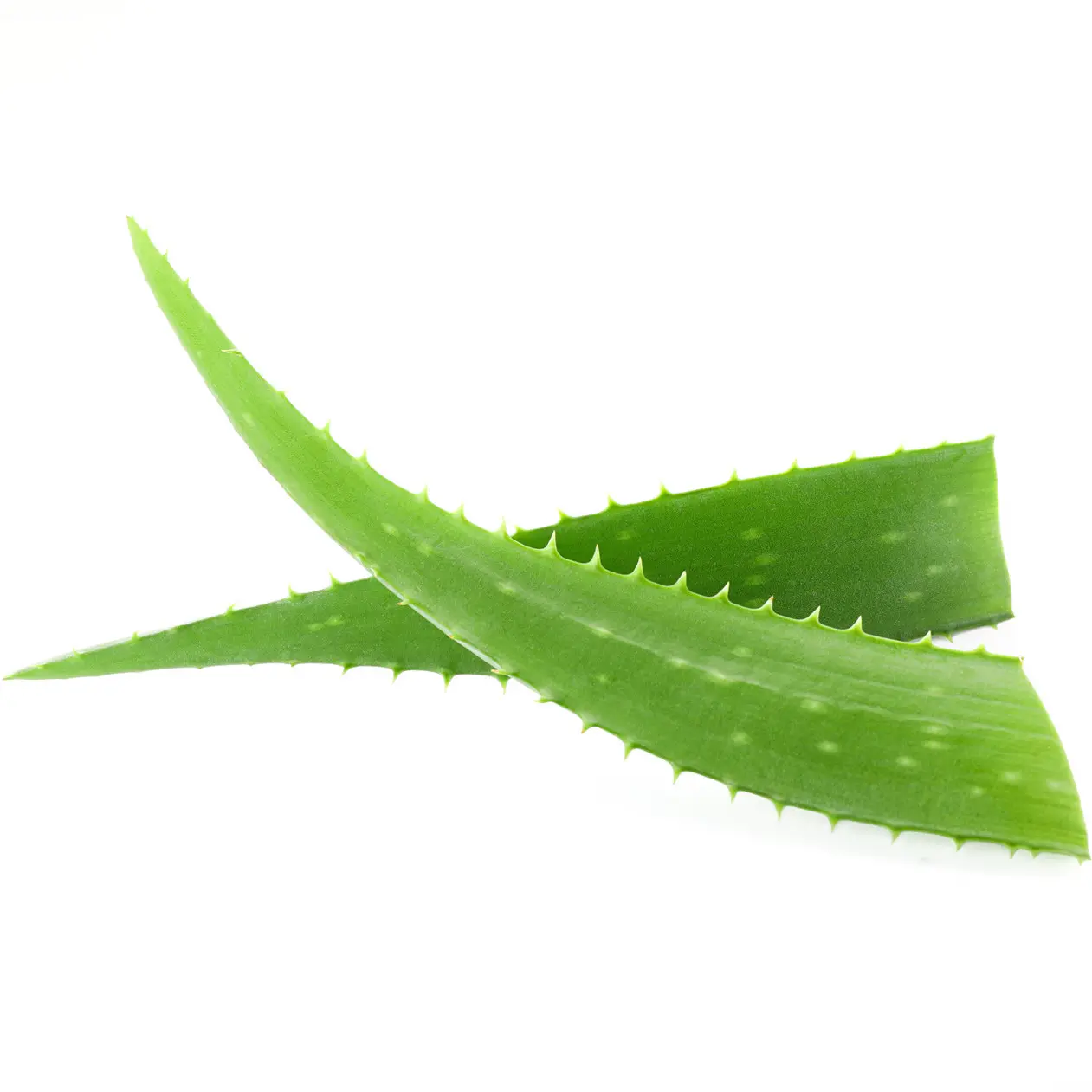 Fell - und Mähnenspray mit Aloe Vera