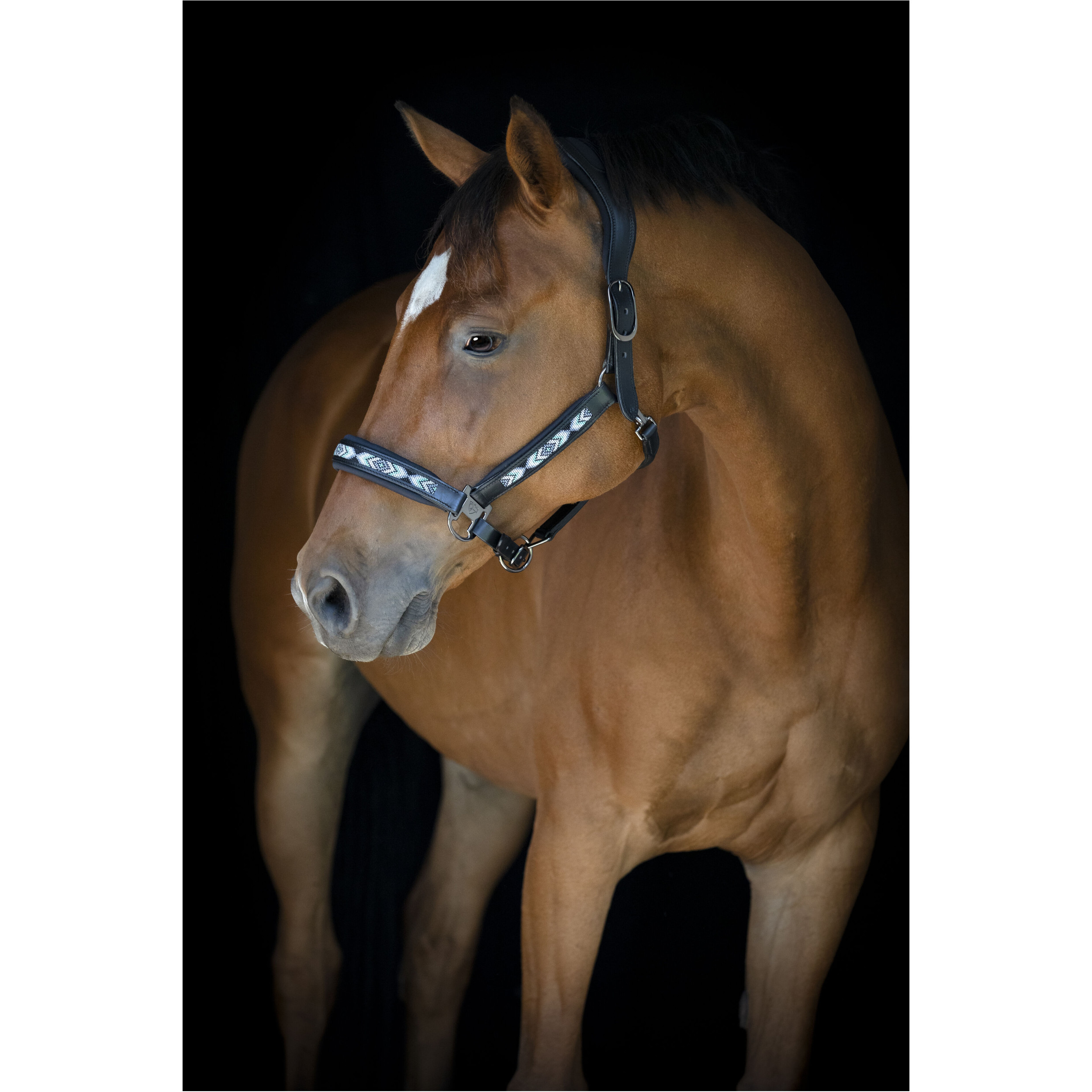 Lederhalfter ANAMO schwarz Lederhalfter ANAMO schwarz